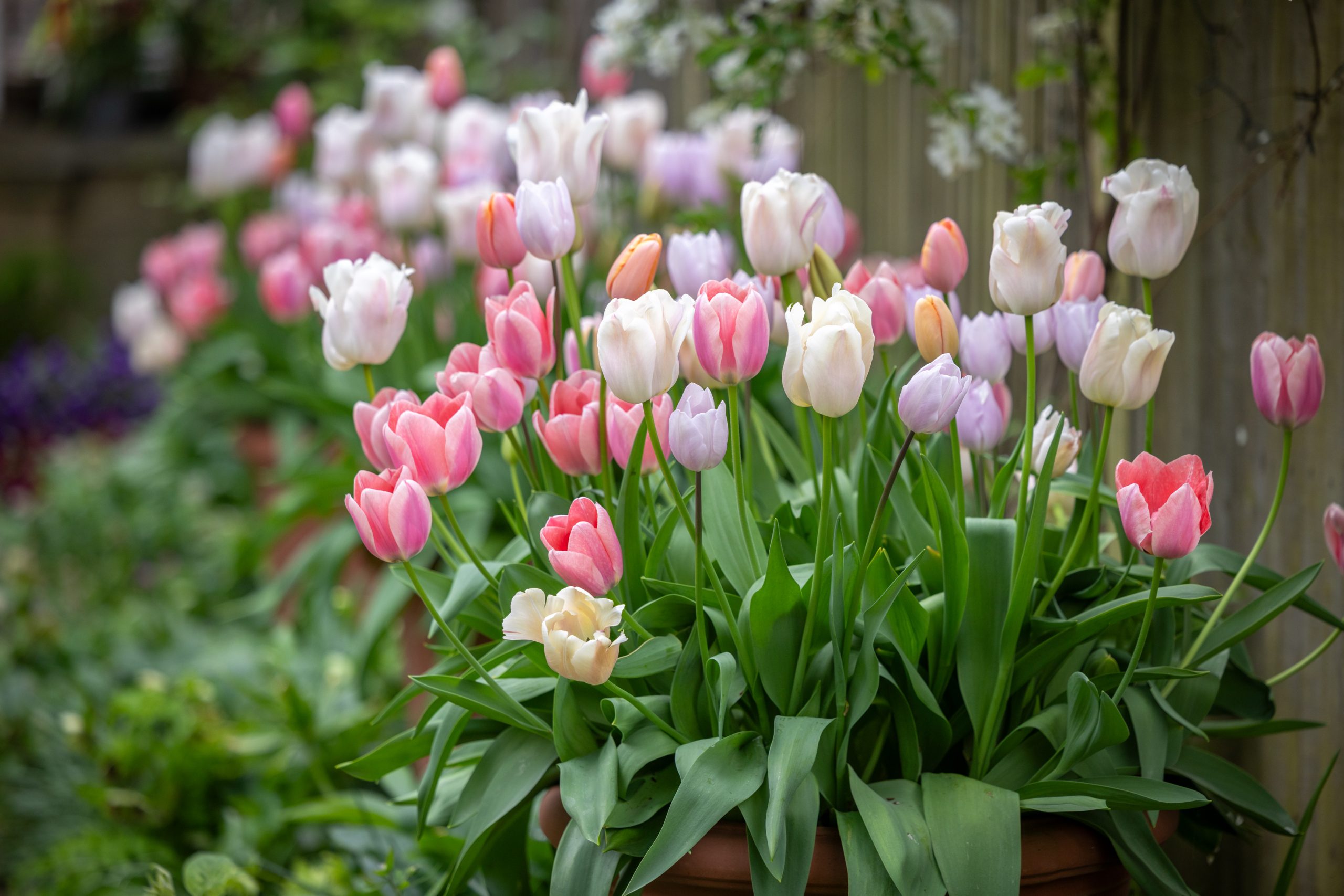Light the Shade Tulip Collection