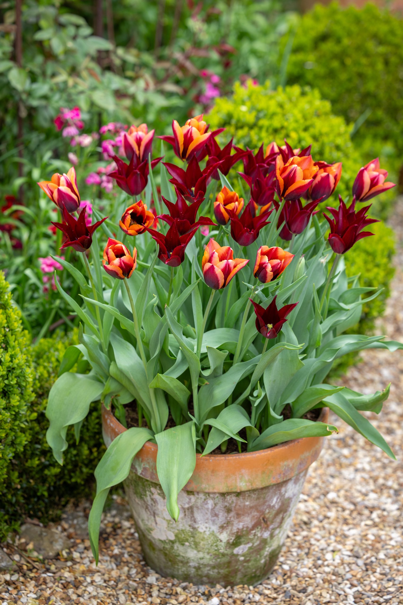 Sultans' Palace Tulip Collection (2)