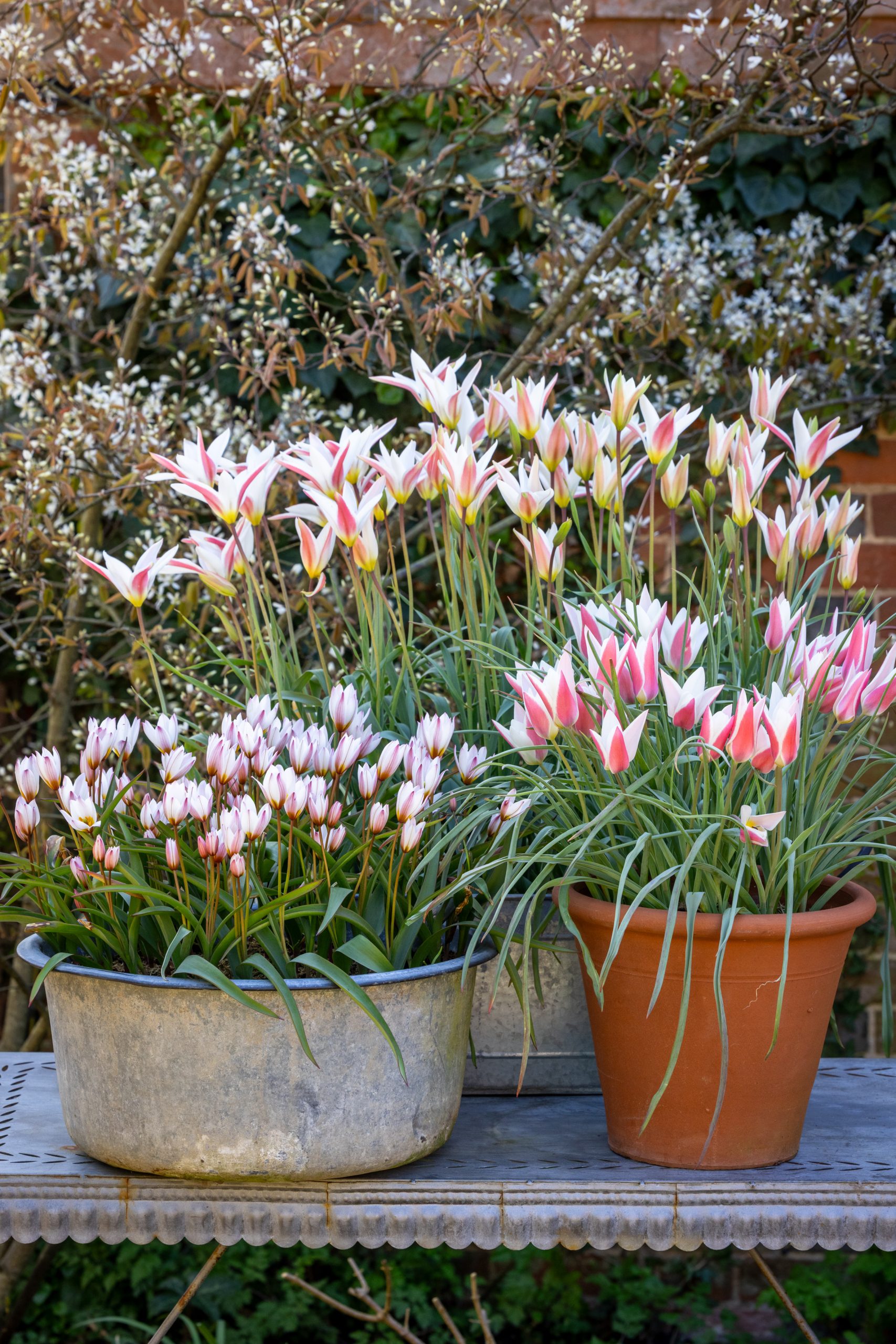 Tiny Dancer Tulip Collection