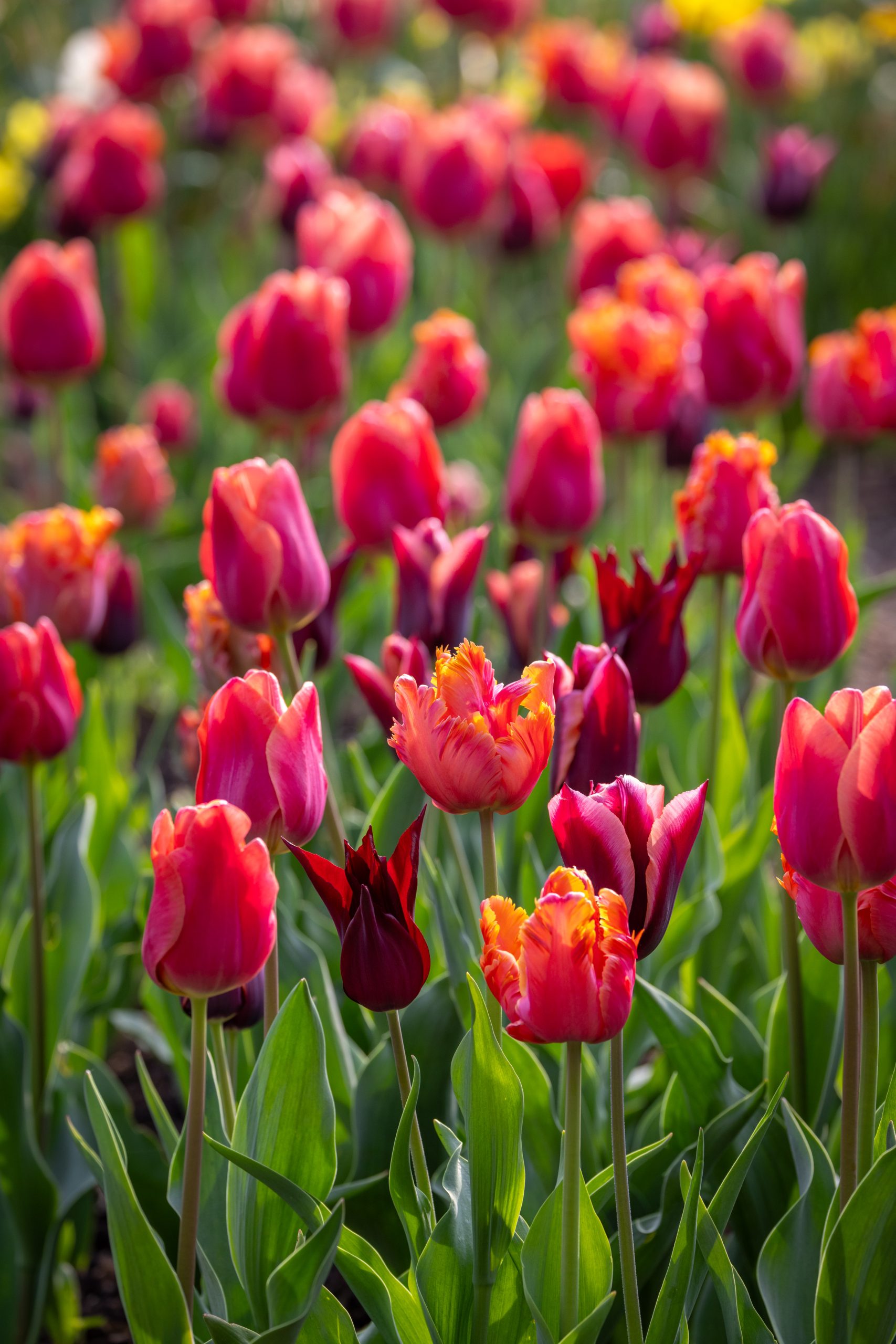 Perfect for Picking Tulip Collection