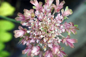 Scabiosa 'Magic' Scabiosa 'Magic'