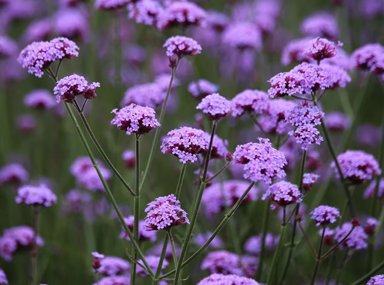 Verbena bonariensis ‘Vanity’&nbsp;© Crocus
