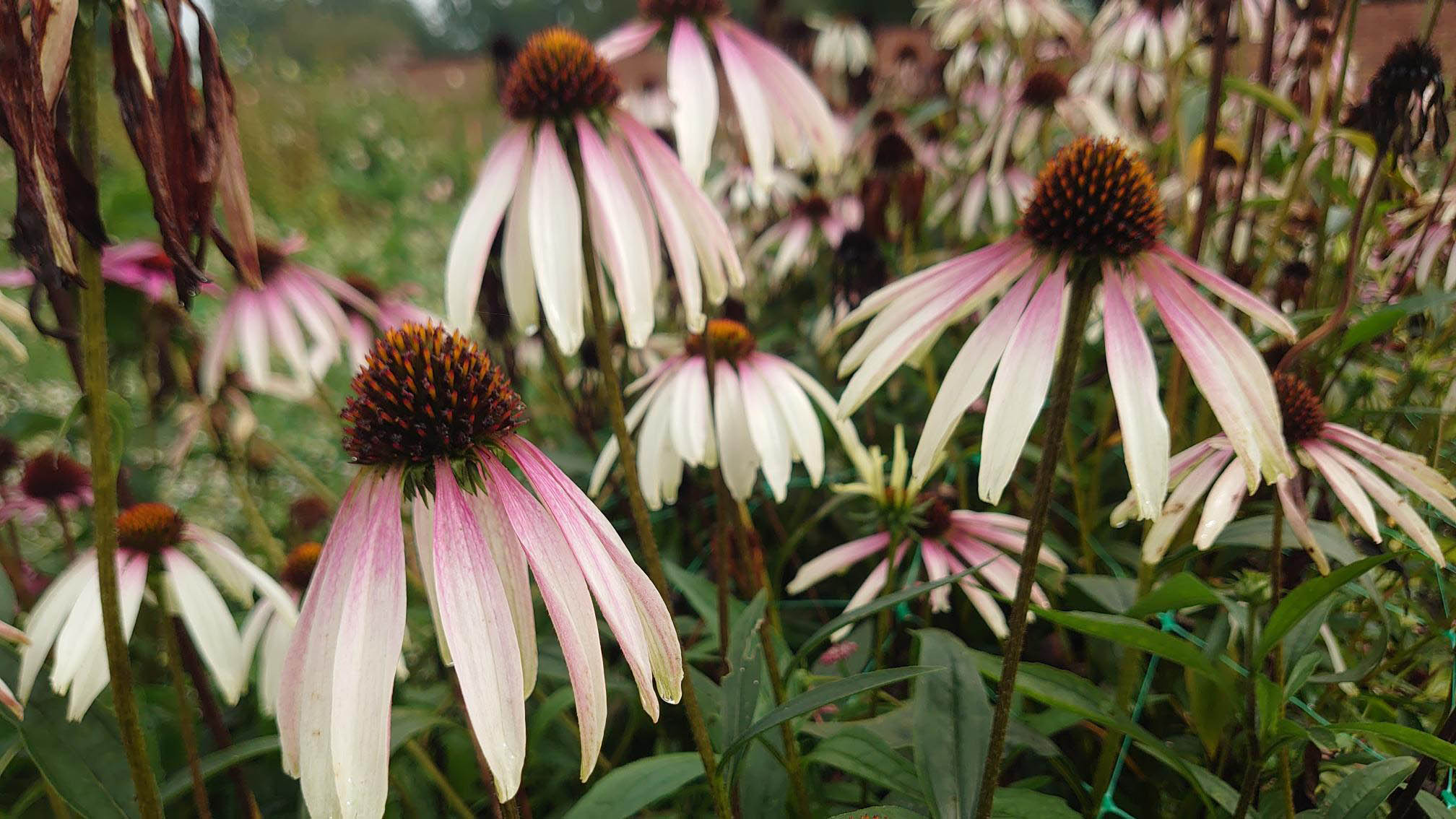 Echinacea 'Pretty Parasols'