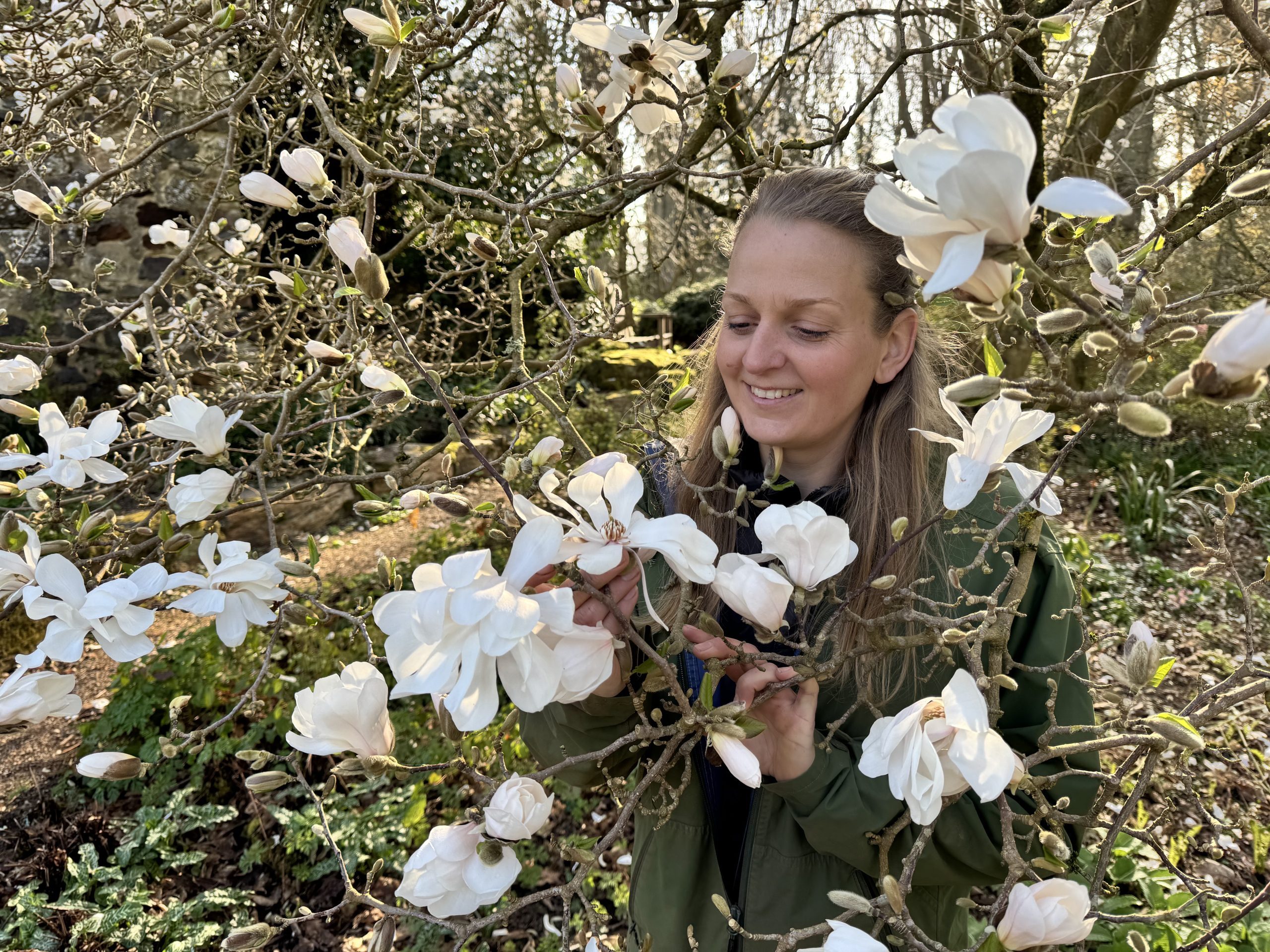 Senior gardener Krystina Kay-Clough among the magnolias in April at Great Comp Garden