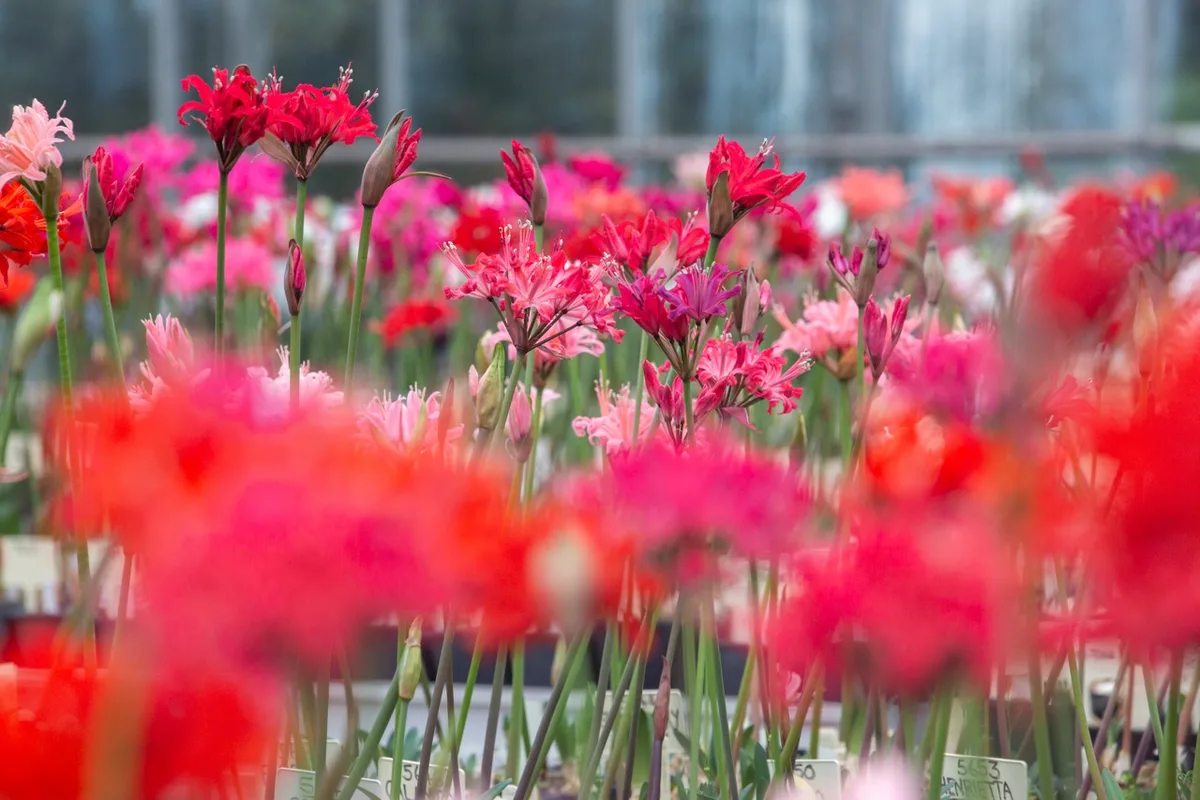 Nerines Nerines