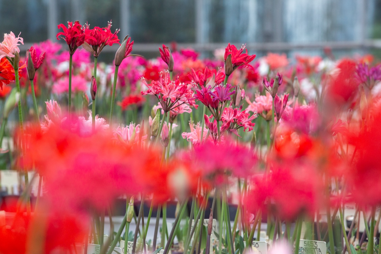 Nerines
