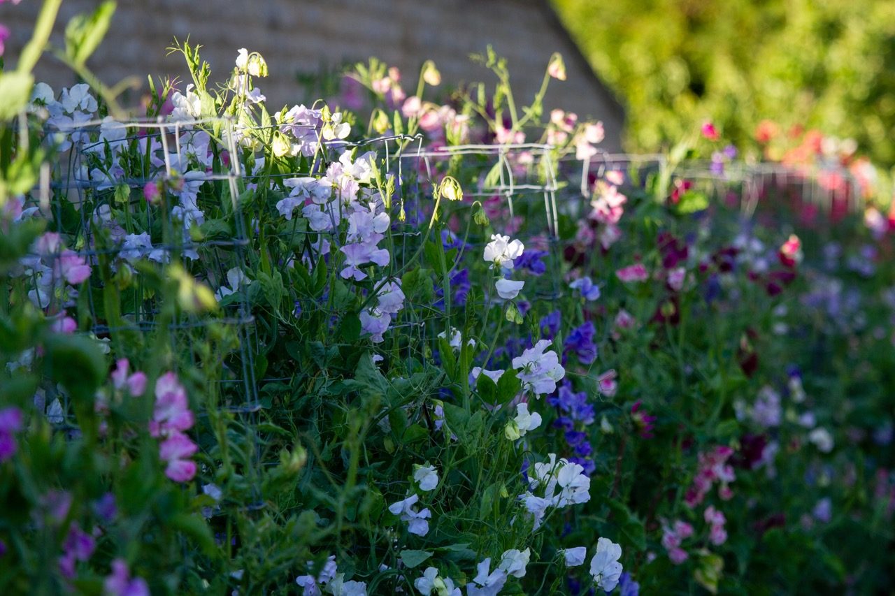 Sweet peas at Easton Walled Gardens