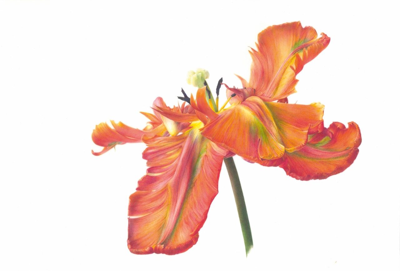 Fiona Strickland (b. 1956)
Tulipa ‘Blumex Parrot’
© Fiona Strickland, courtesy of the Shirley Sherwood Collection