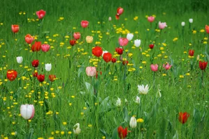 Villa Pisani Scalabrin - Tulips Villa Pisani Scalabrin - Tulips