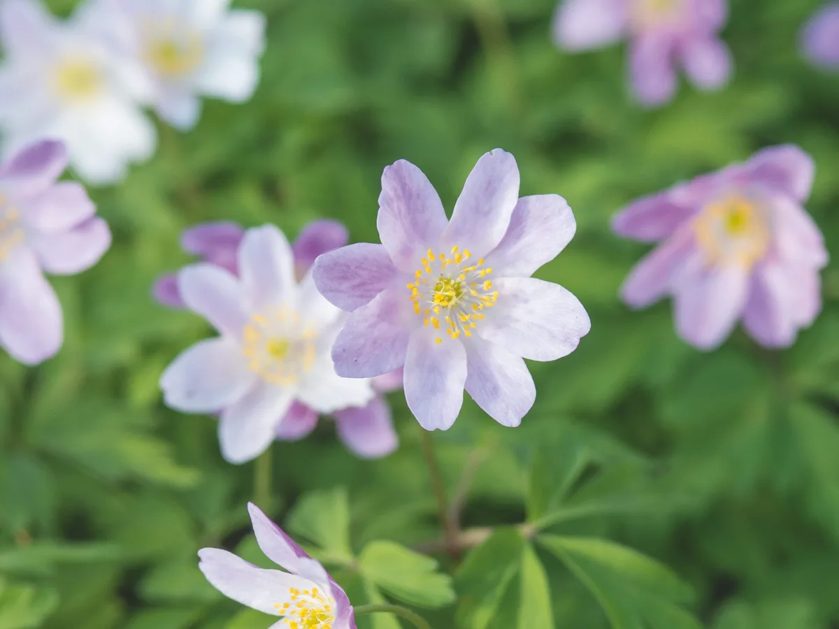Anemone nemorosa © Maayke de Ridder
