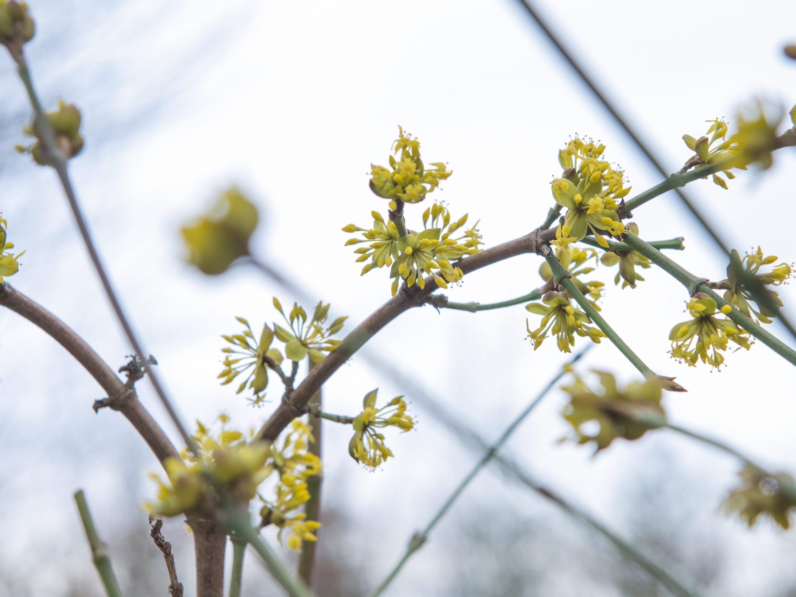 Cornus mas Jolica
