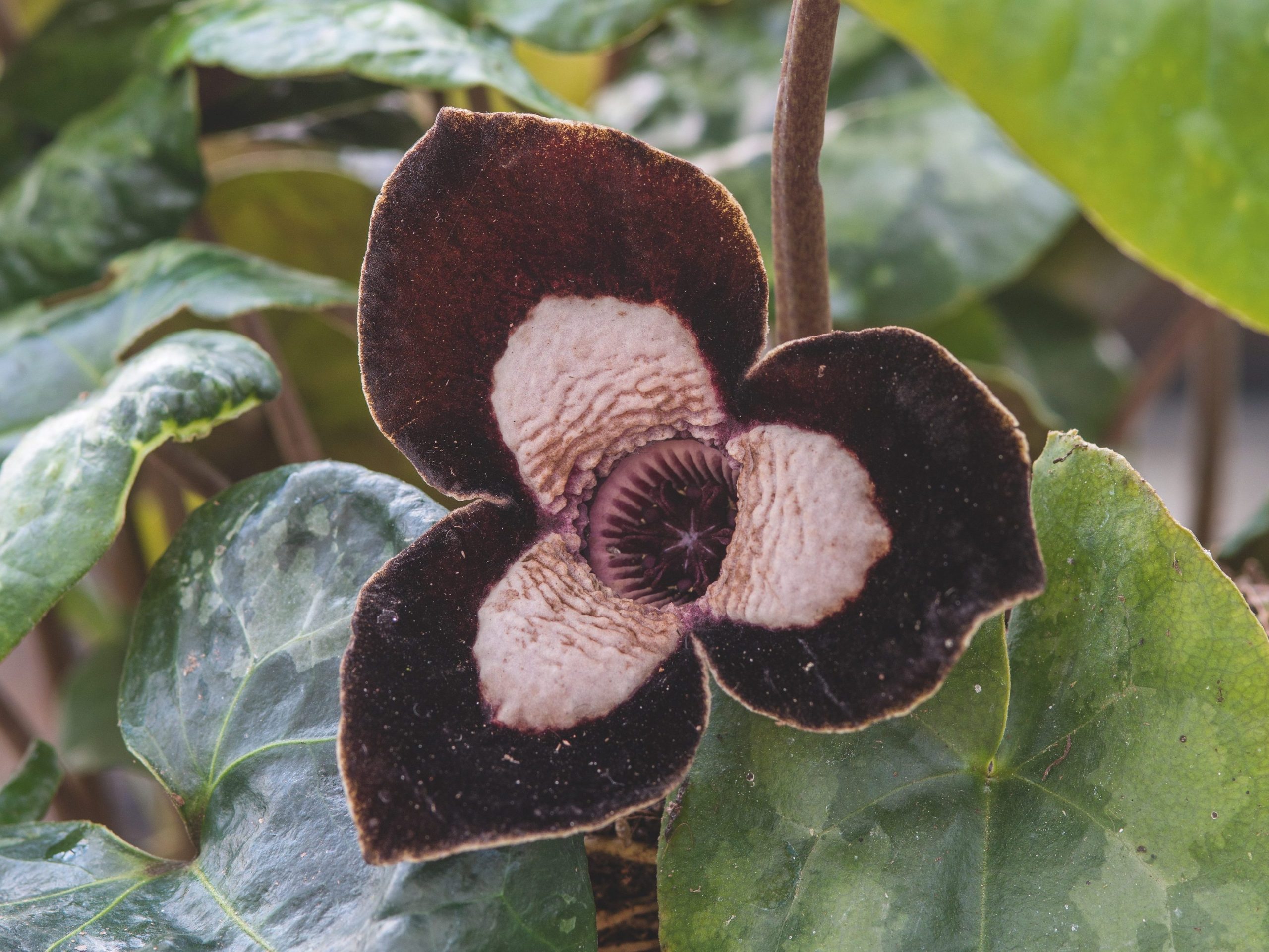 Asarum Giant