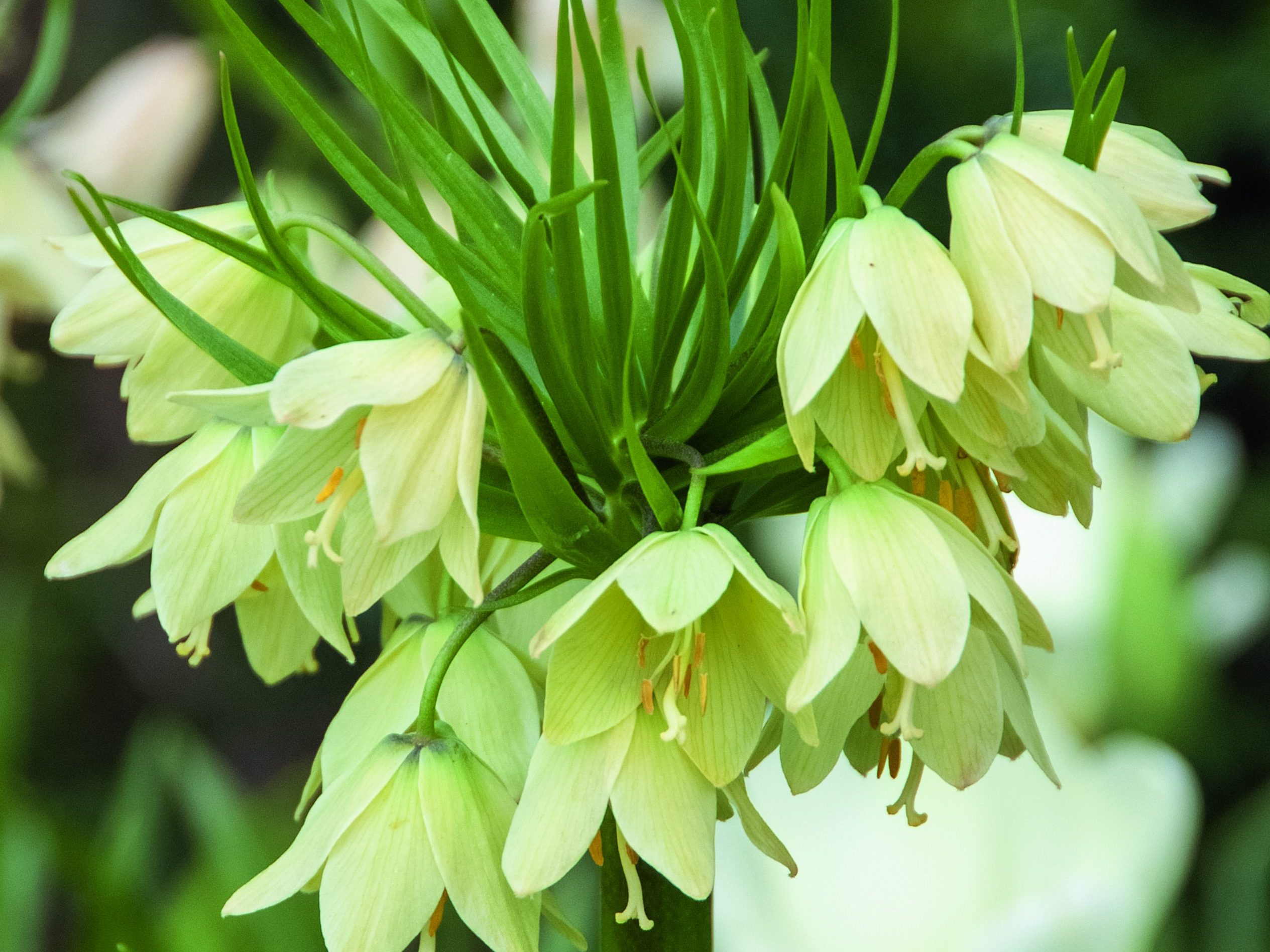 Fritillaria raddeana