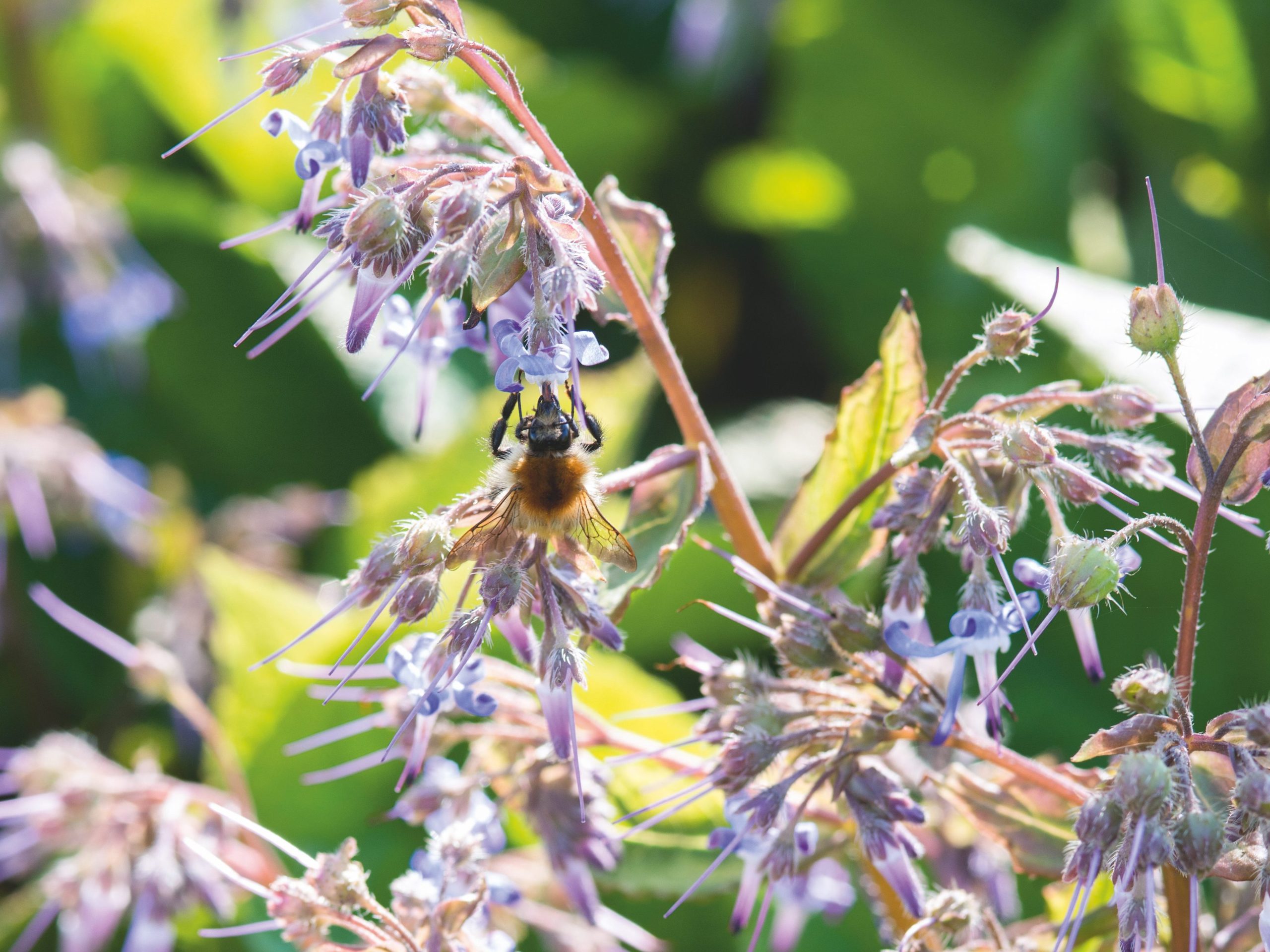 Trachystemon orientalis