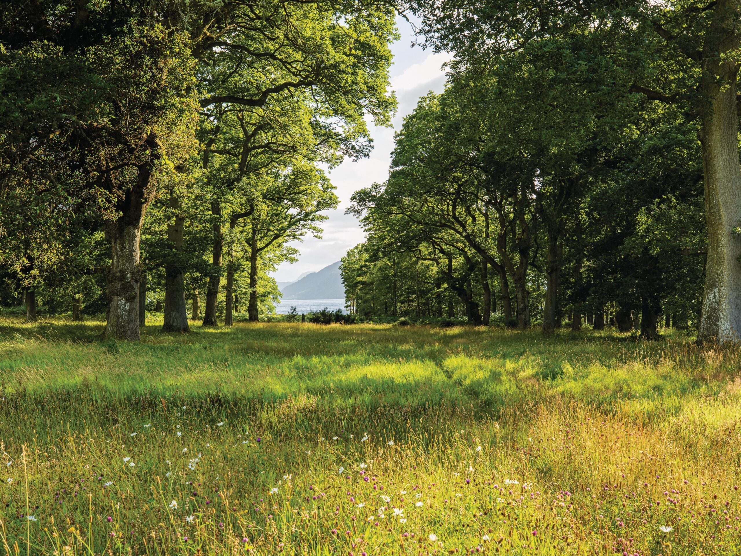 Meadow and trees with loch view