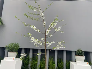 Prunus 'Starlight’, winner of the Plant of the Year Award 2024 Prunus 'Starlight’, winner of the Plant of the Year Award 2024
