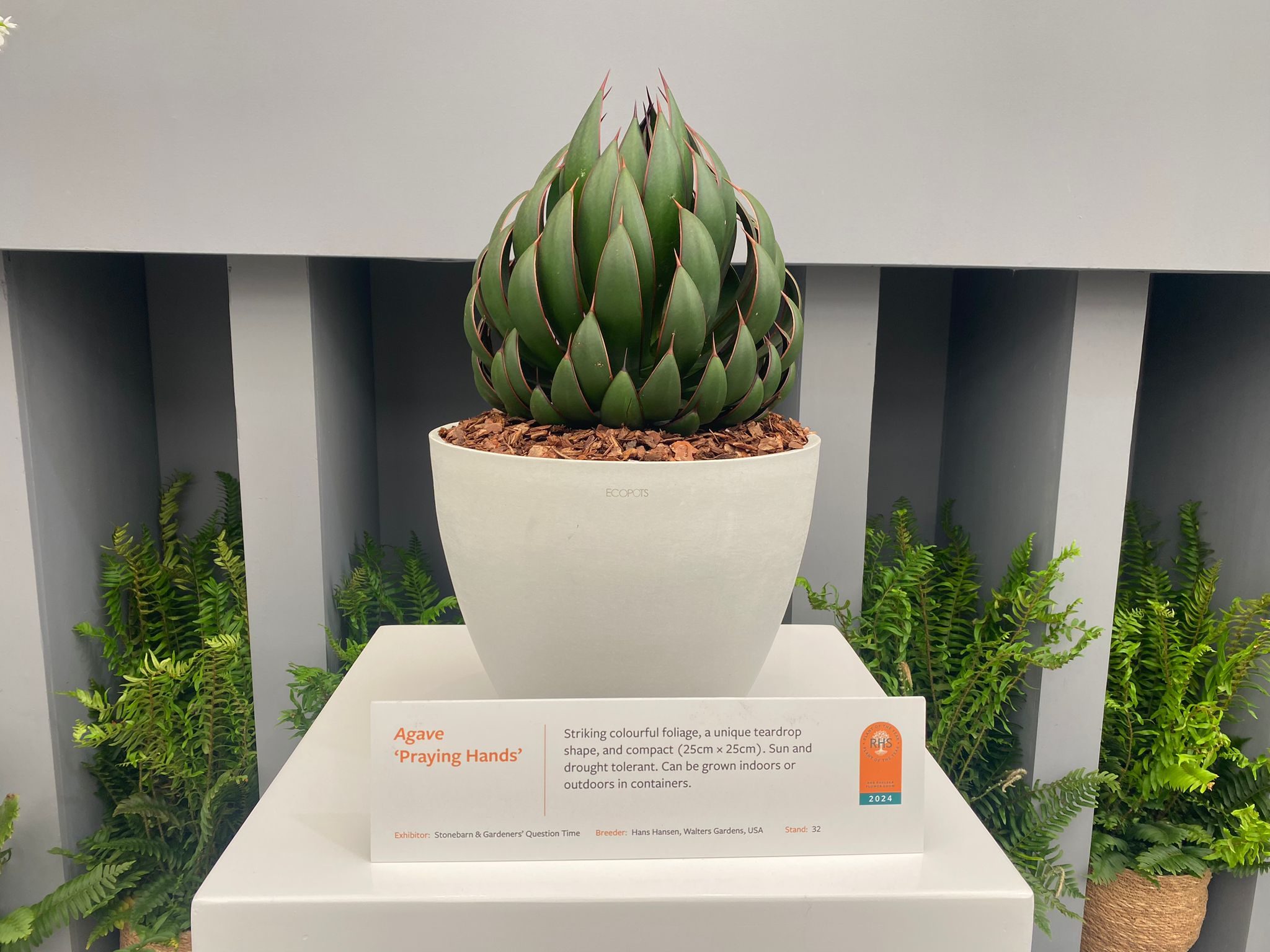Agave 'Praying Hands', third place in Plant of the Year Award 2024
