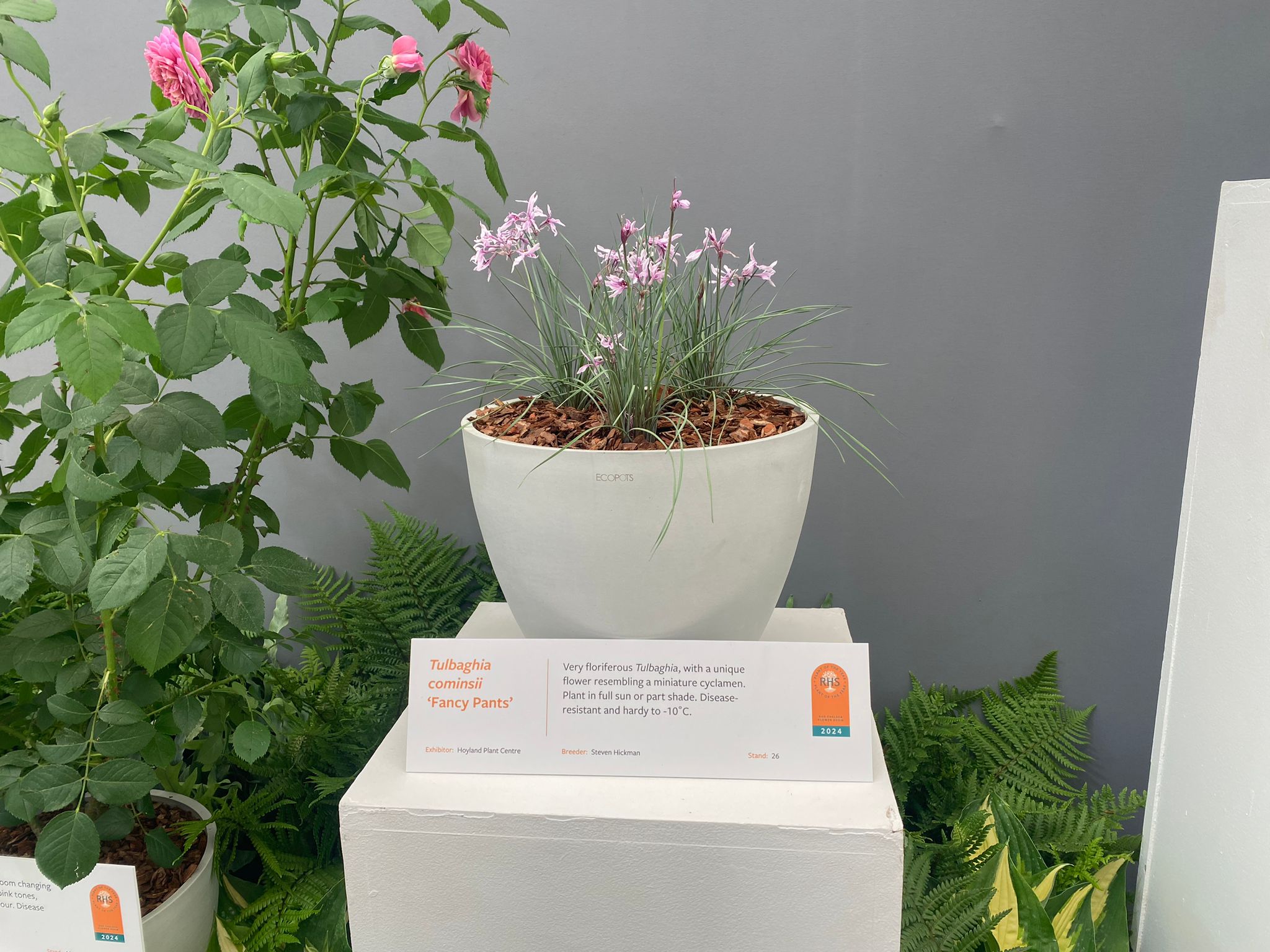 Tulbaghia cominsii 'Fancy Pants' shortlisted for Plant of the Year 2024