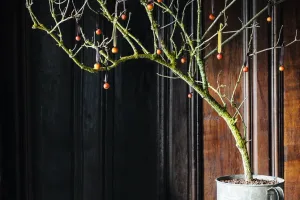 Lichen covered branch © Jason Ingram Lichen covered branch with Christmas baubles