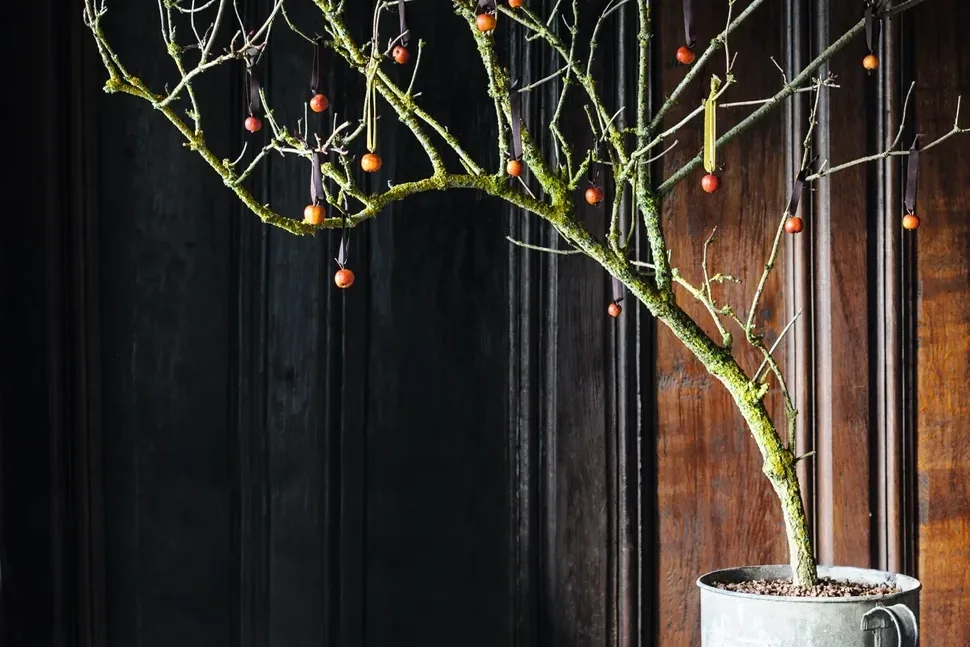 Lichen covered branch © Jason Ingram Lichen covered branch with Christmas baubles