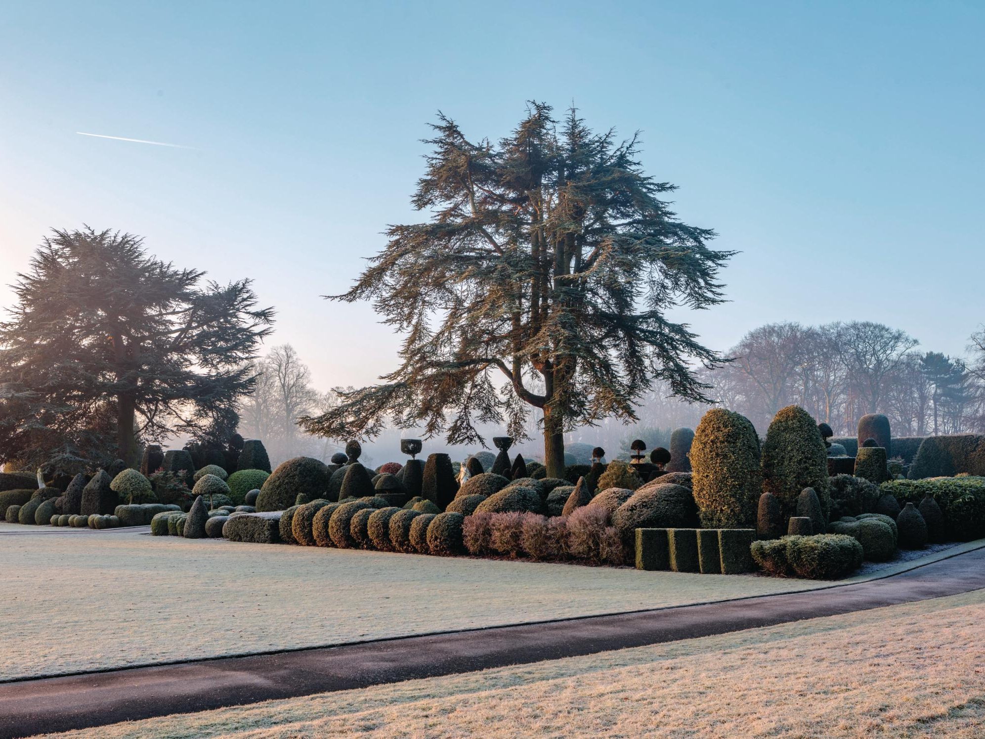 Tree in winter garden