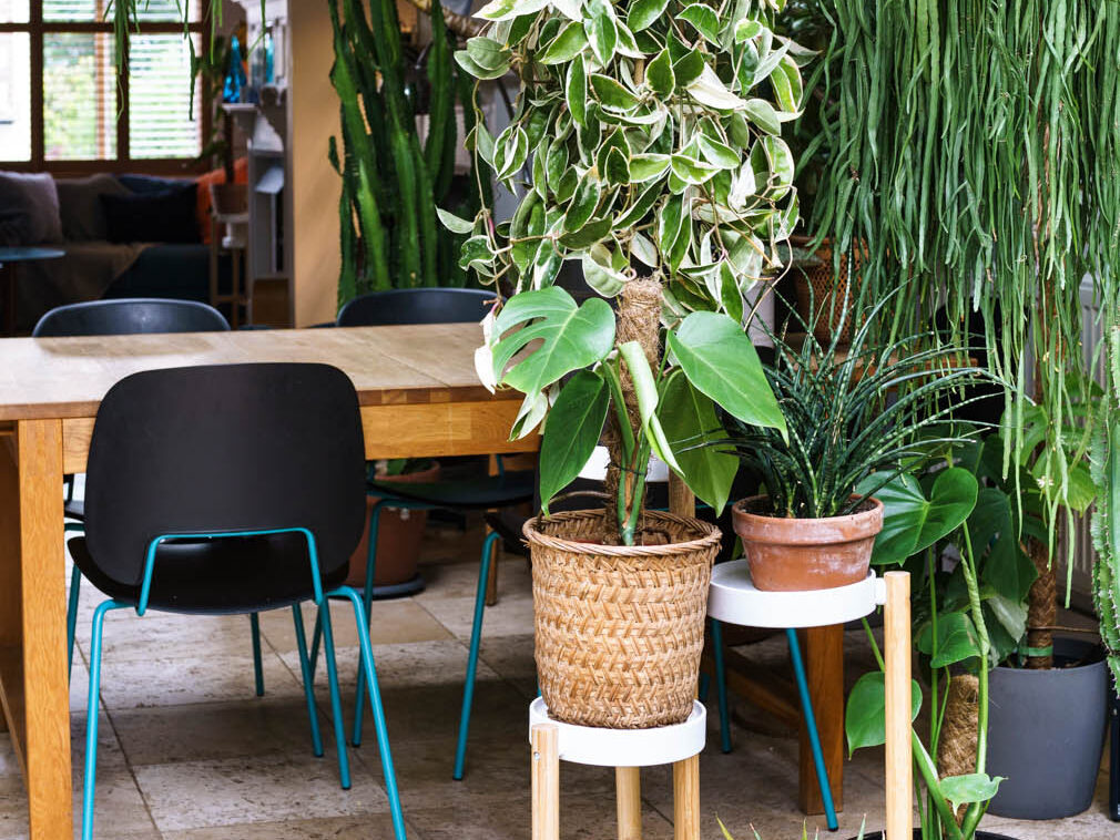 House plants at different levels