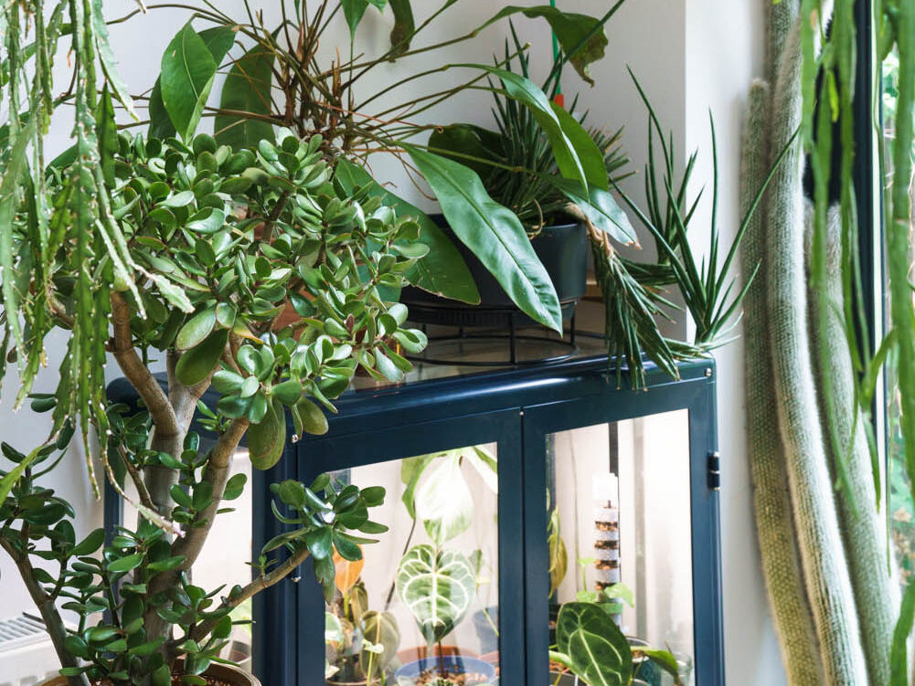 Grow lights and grow cabinet