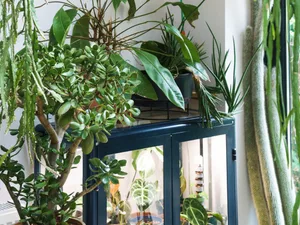 Grow lights and grow cabinet Grow lights and grow cabinet