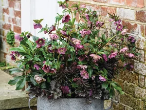 Jo Thompson's container planting ideas using hellebores and heuchera Jo Thompson's container planting ideas using hellebores and heuchera