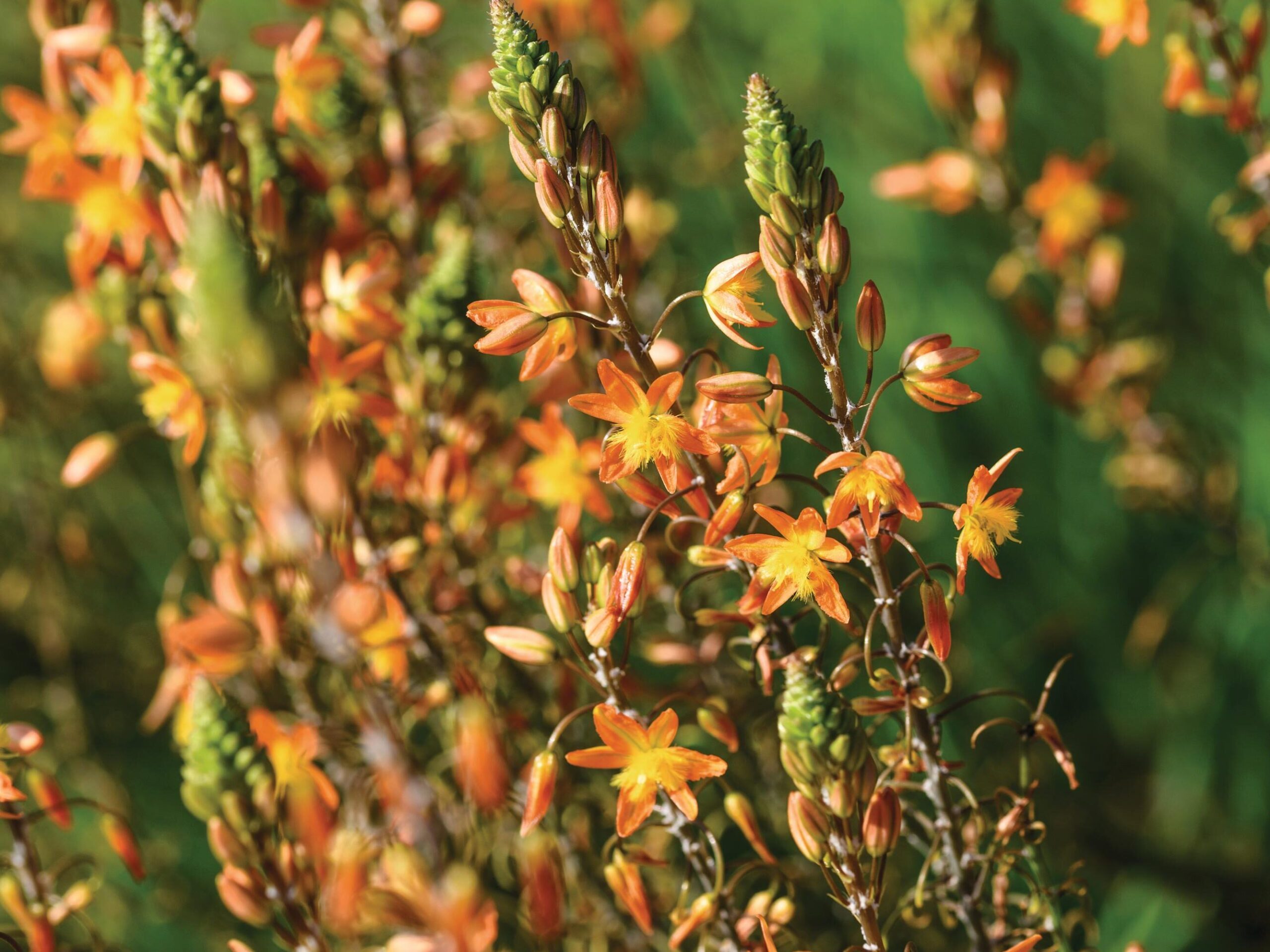 Bulbine frutescens