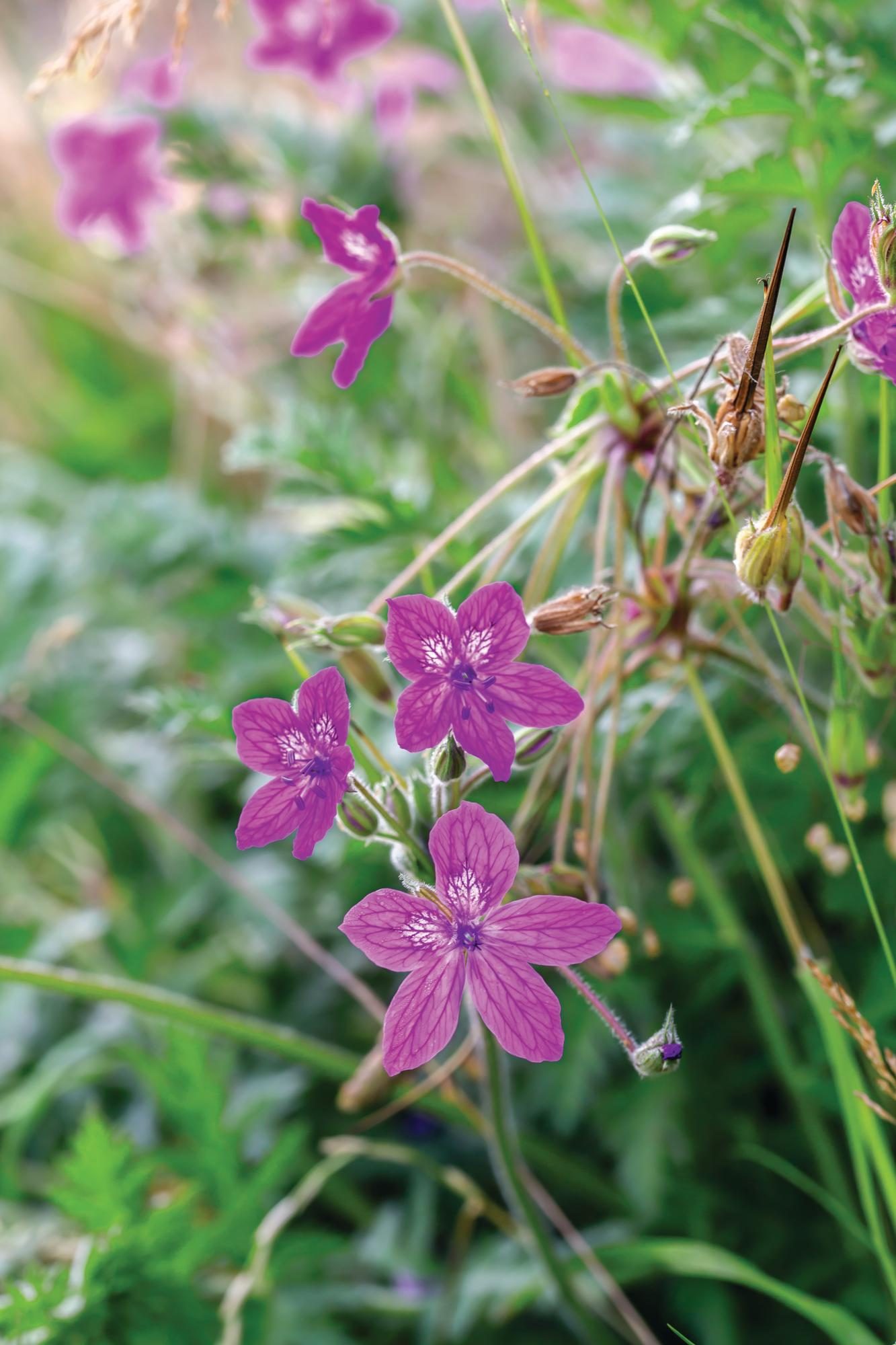 Pink flower