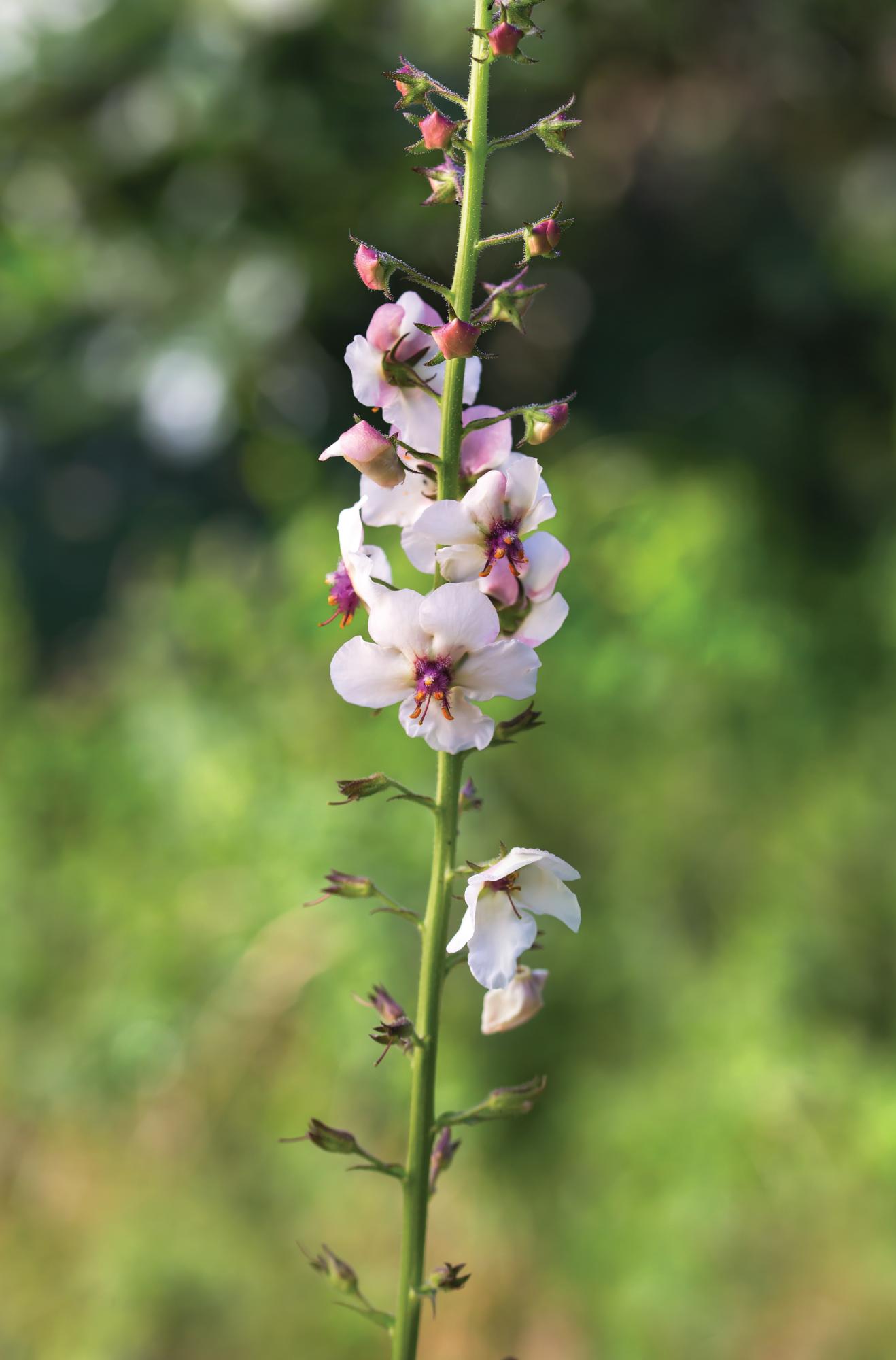 White flower on tall stem