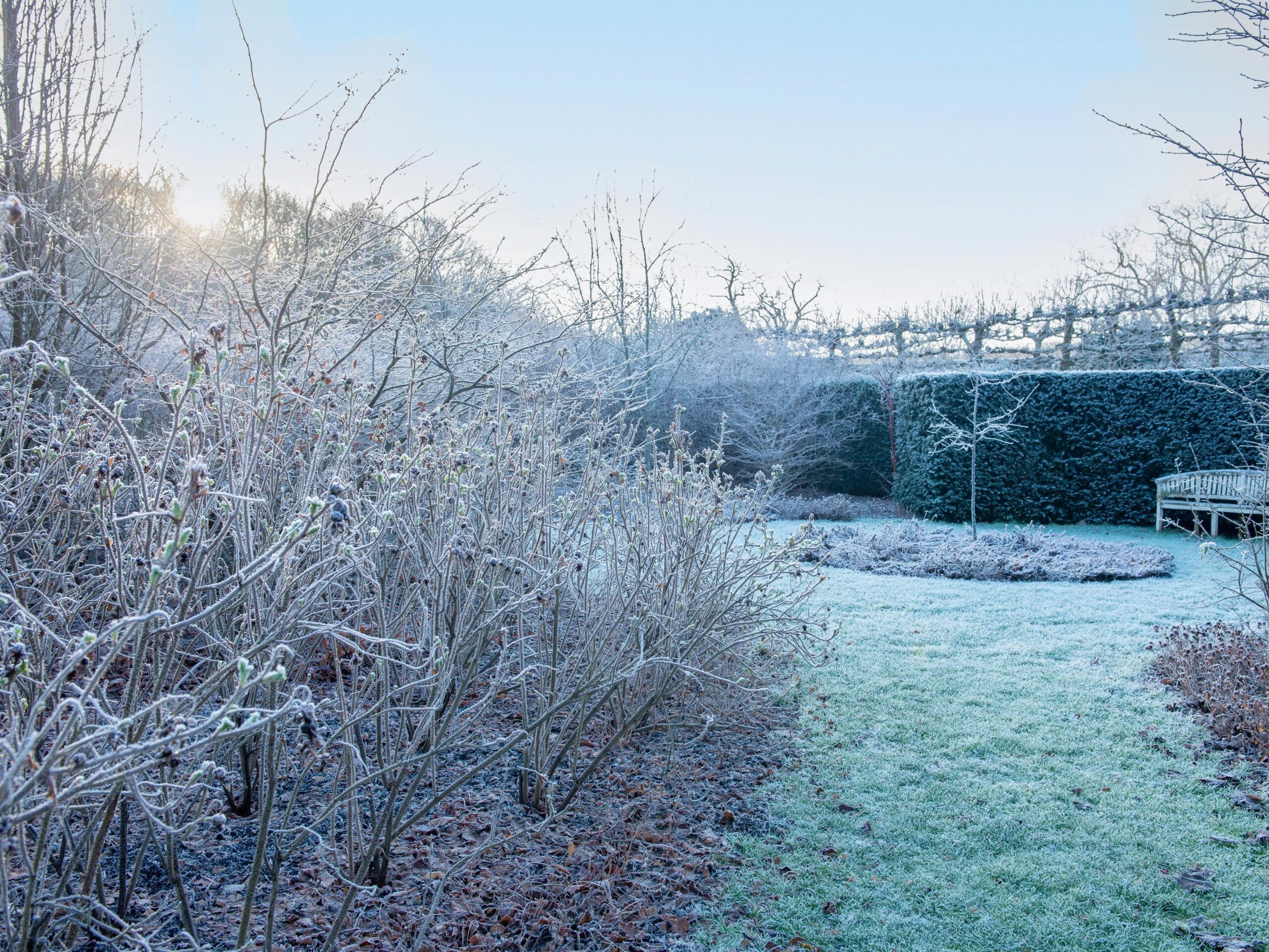 Garden in winter
