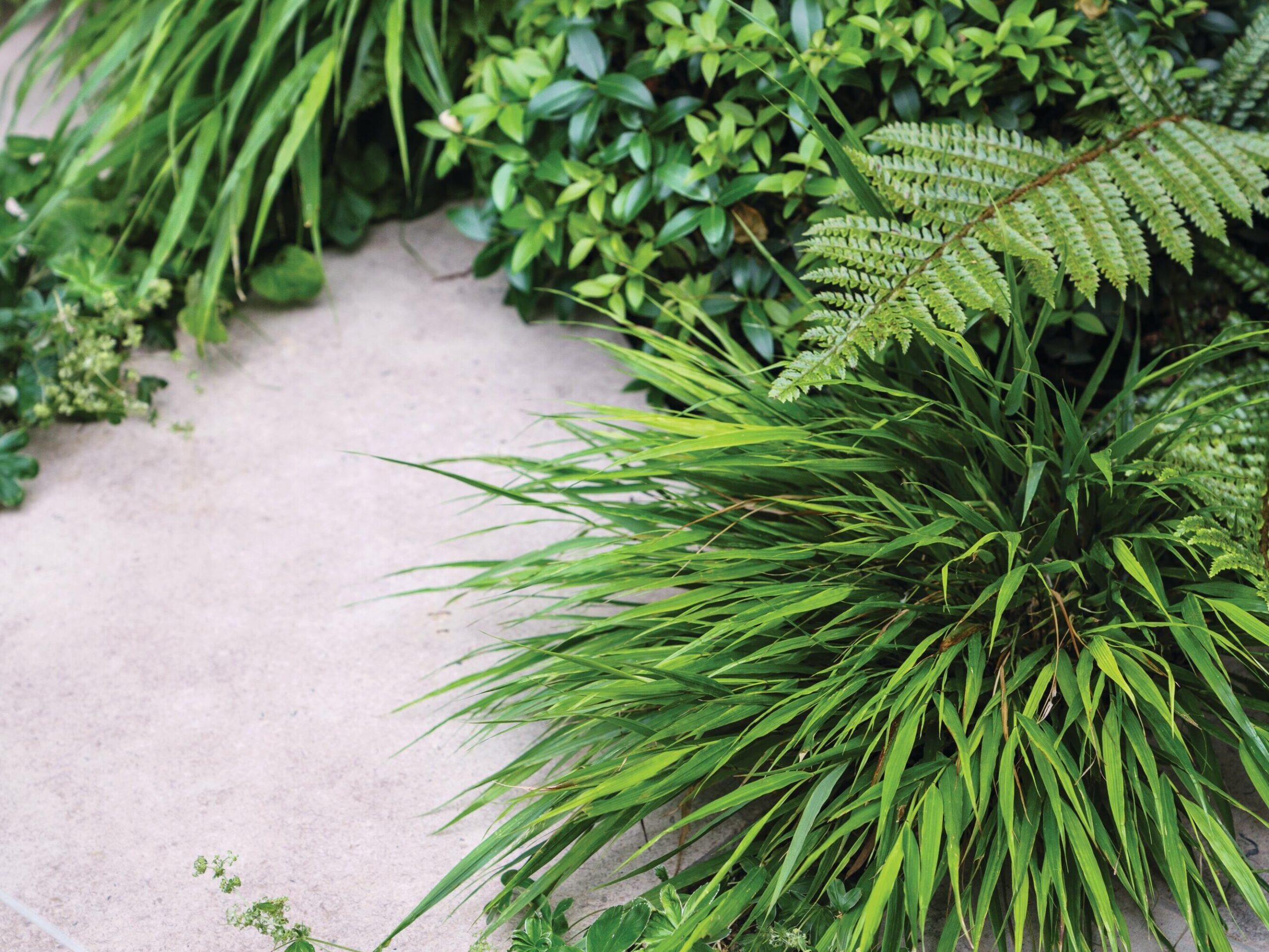 A small garden designed by Farlam and Chandler