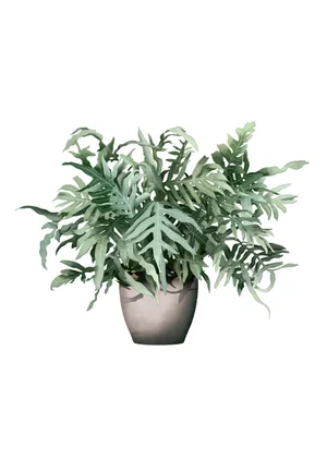 Phlebodium aureum or fern Phlebodium aureum or fern