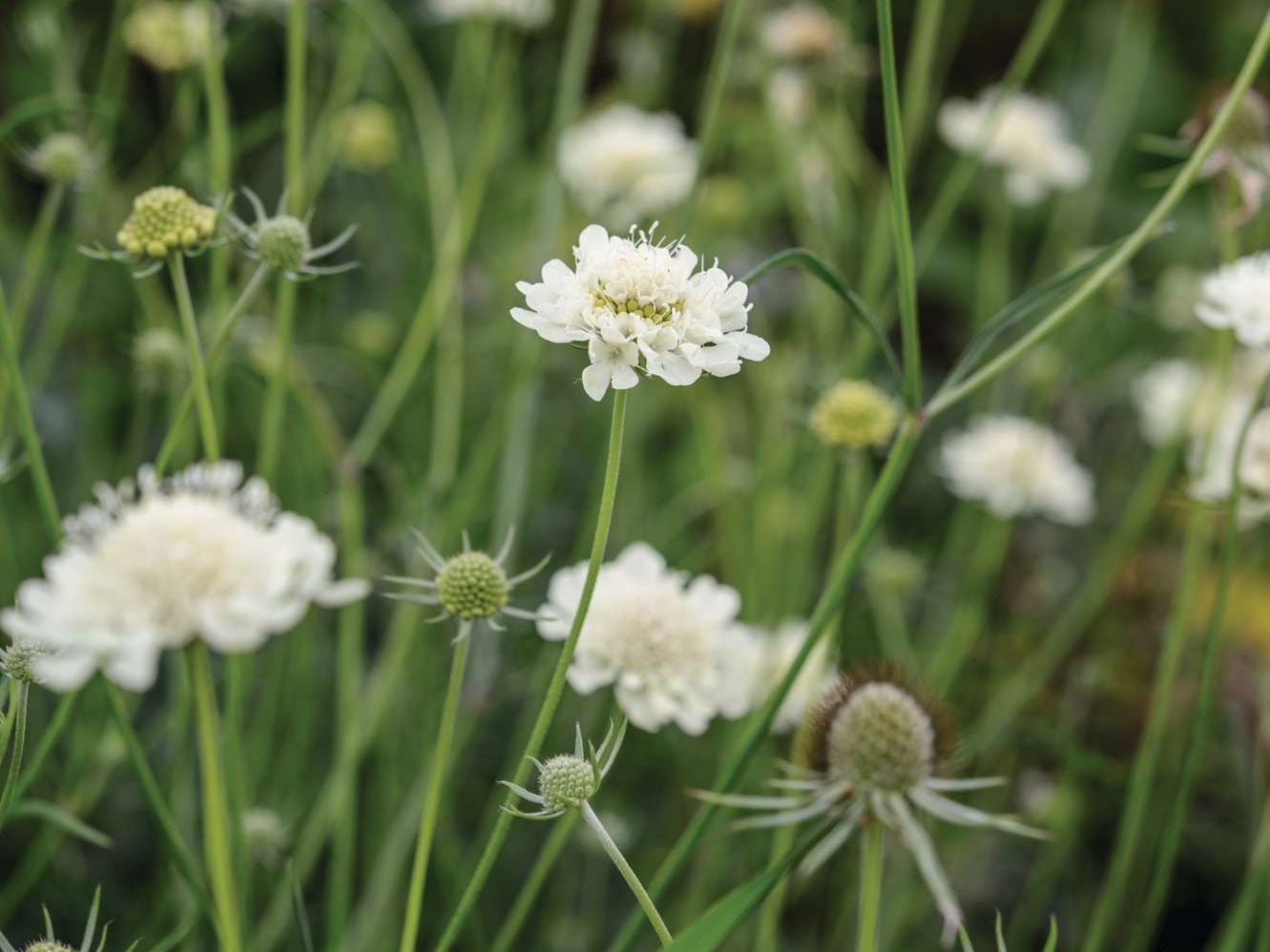 Scabiosa columbaria subsp ochroleuca