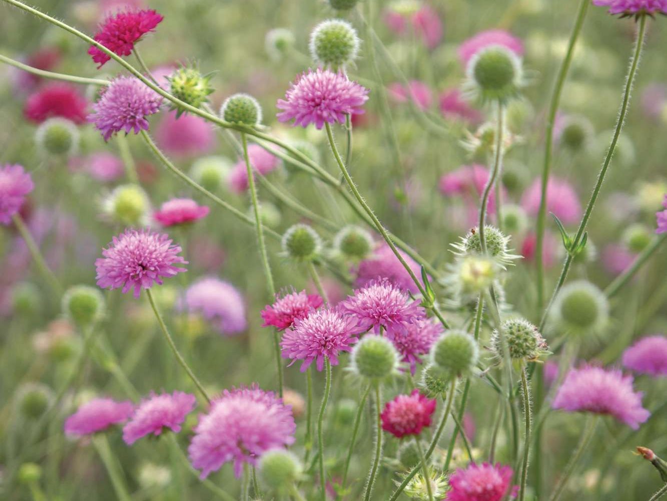 Knautia macedonica 'Melton Pastels'