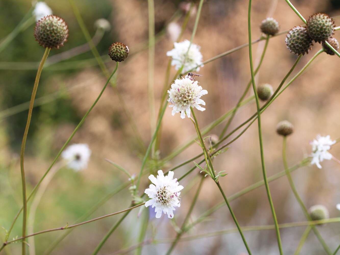 Cephalaria balansae