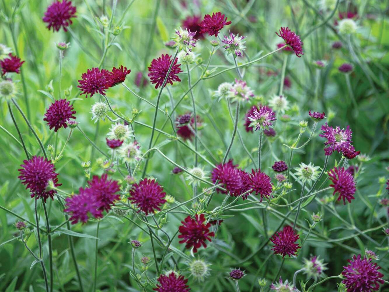 Knautia macedonica 'Mars Midget'