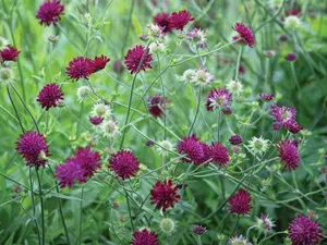 Knautia macedonica 'Mars Midget' Knautia macedonica 'Mars Midget'