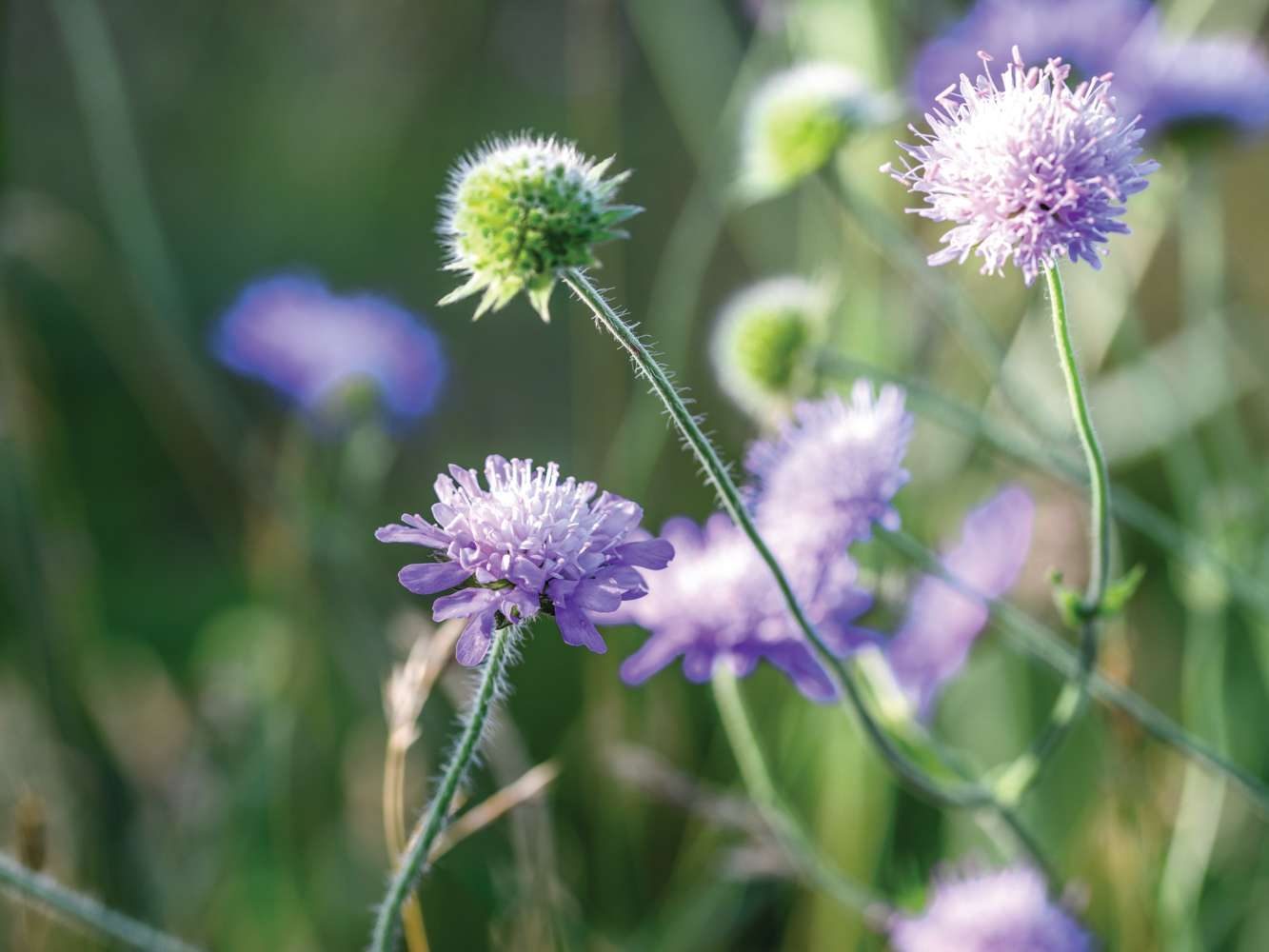 Knautia arvensis