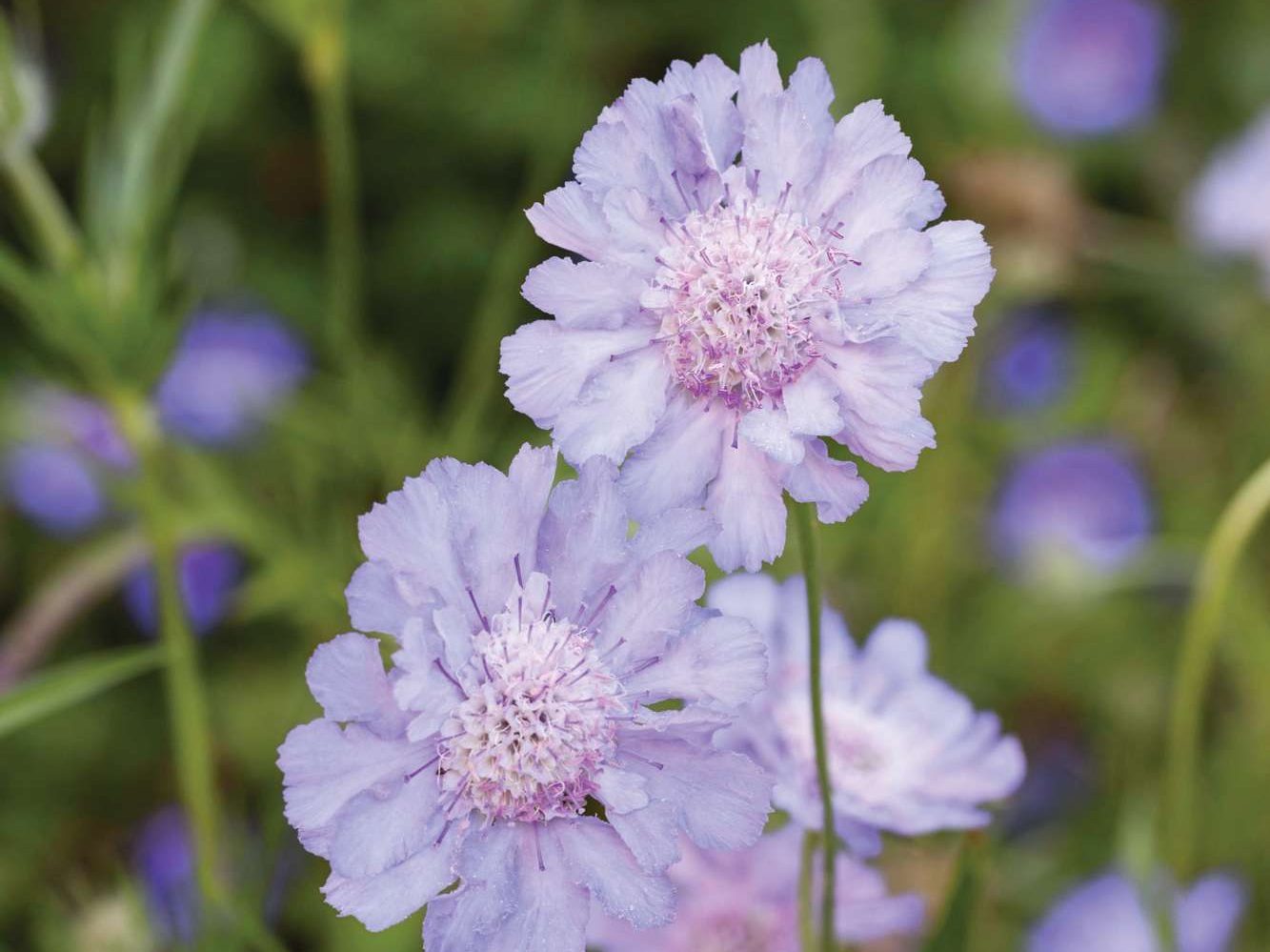 Scabiosa caucasica 'Perfecta Blue'