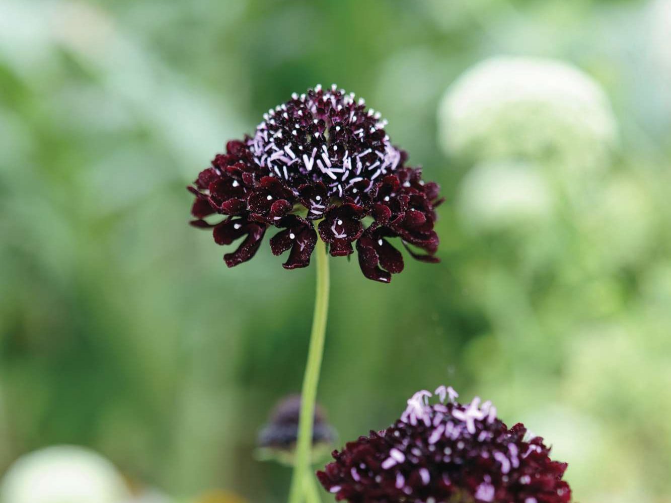 Scabiosa atropurpurea 'Black Knight'