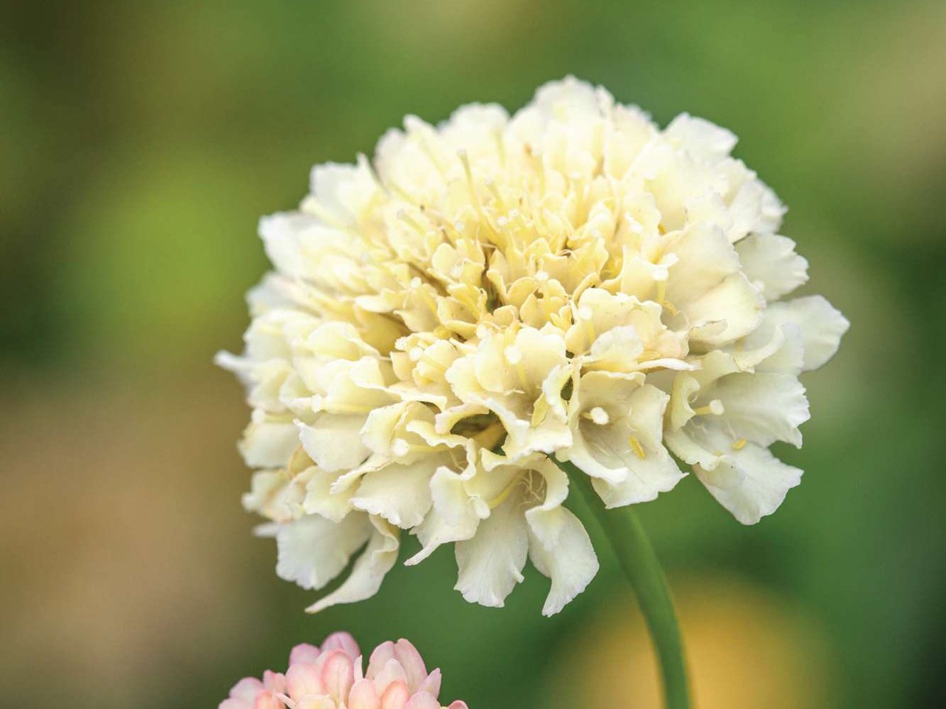Scabiosa atropurpurea 'Fata Morgana'