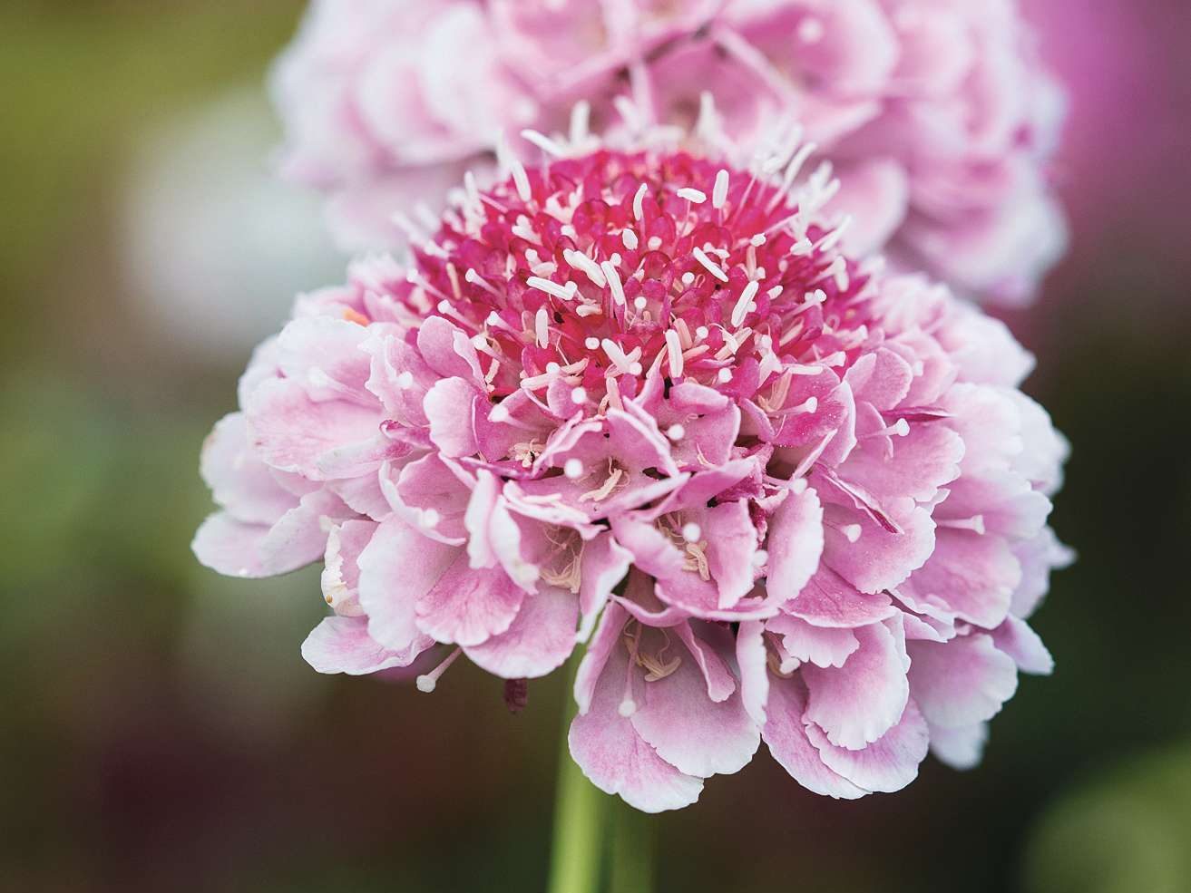 Scabiosa atropurpurea 'Beaujolais Bonnets'