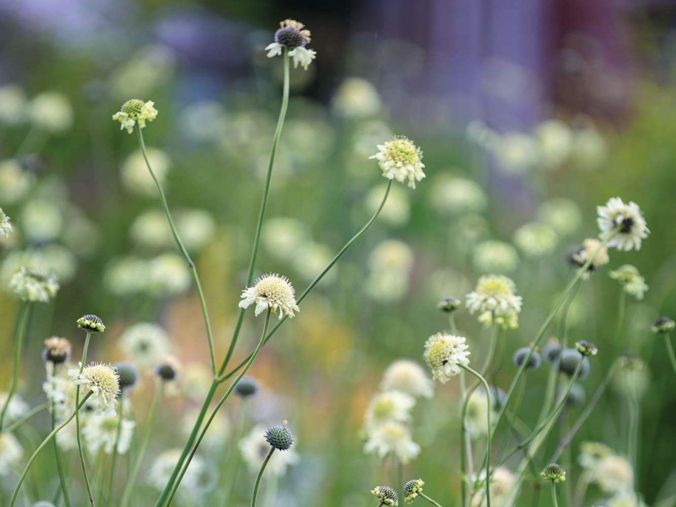 Cephalaria gigantea