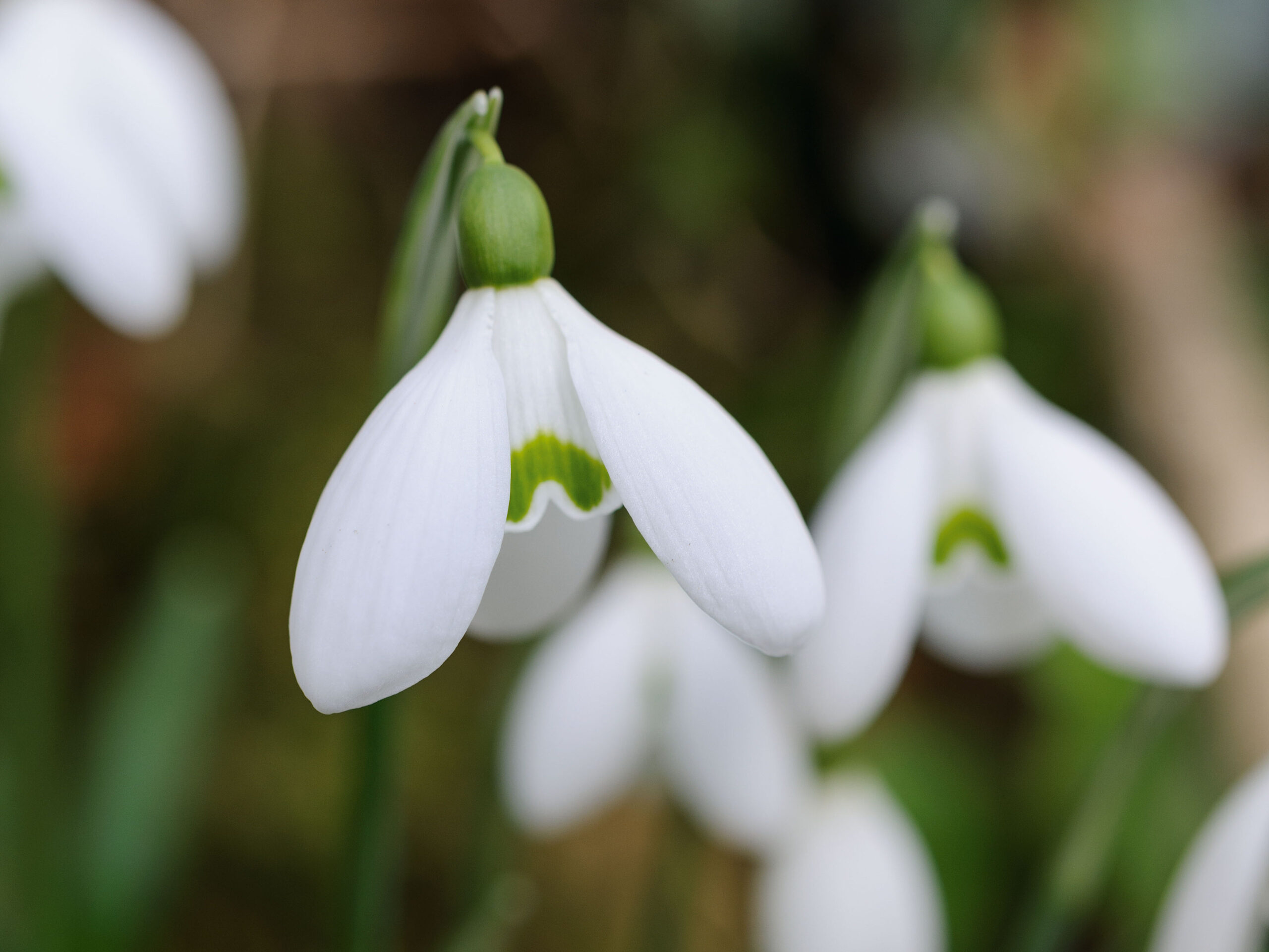 Snowdrops: Galanthus 'S. Arnott'