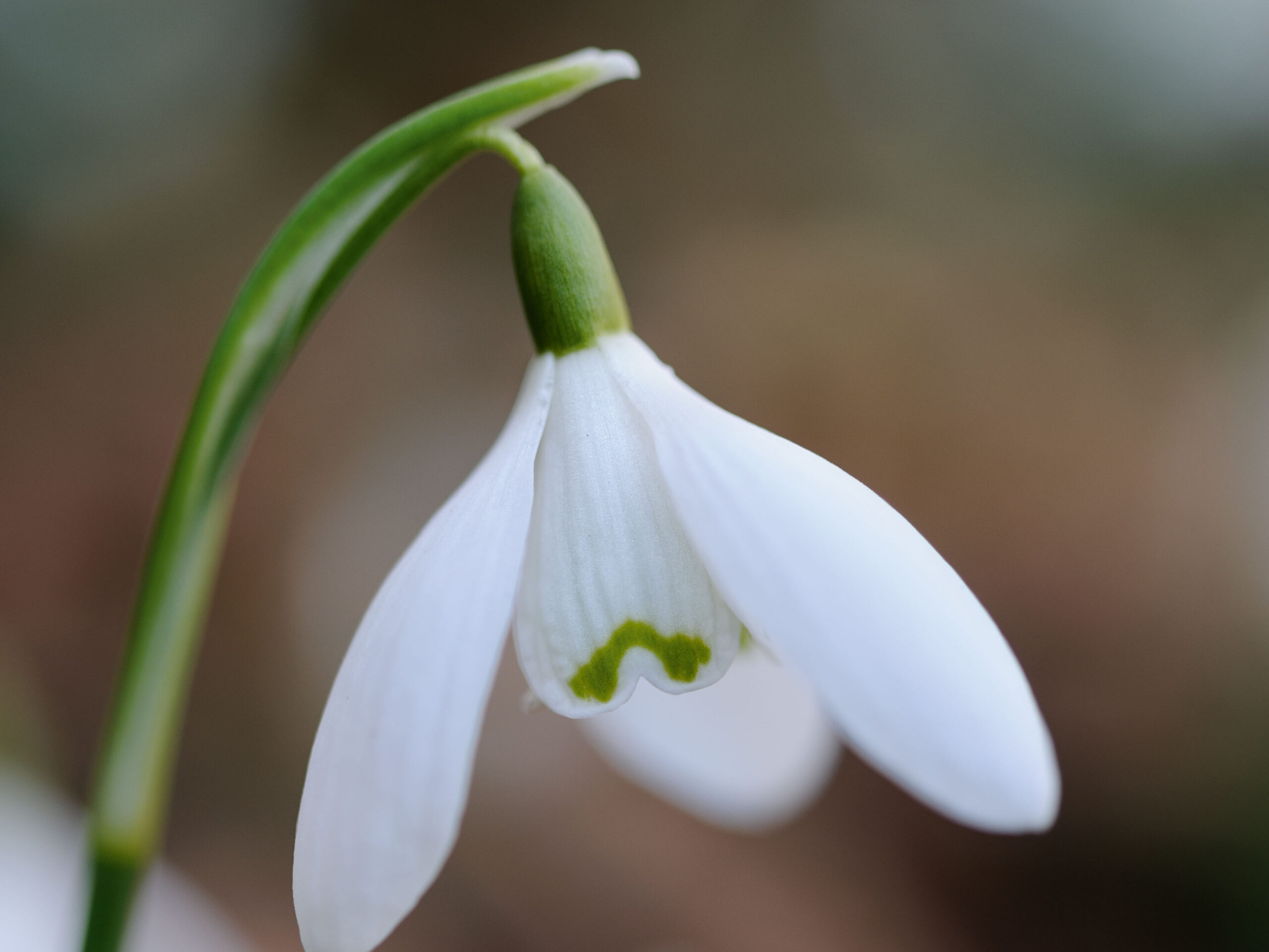 Snowdrops: Galanthus nivalis
