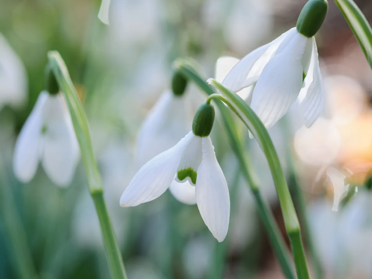 Snowdrops: Galanthus 'Bess' Snowdrops: Galanthus 'Bess'