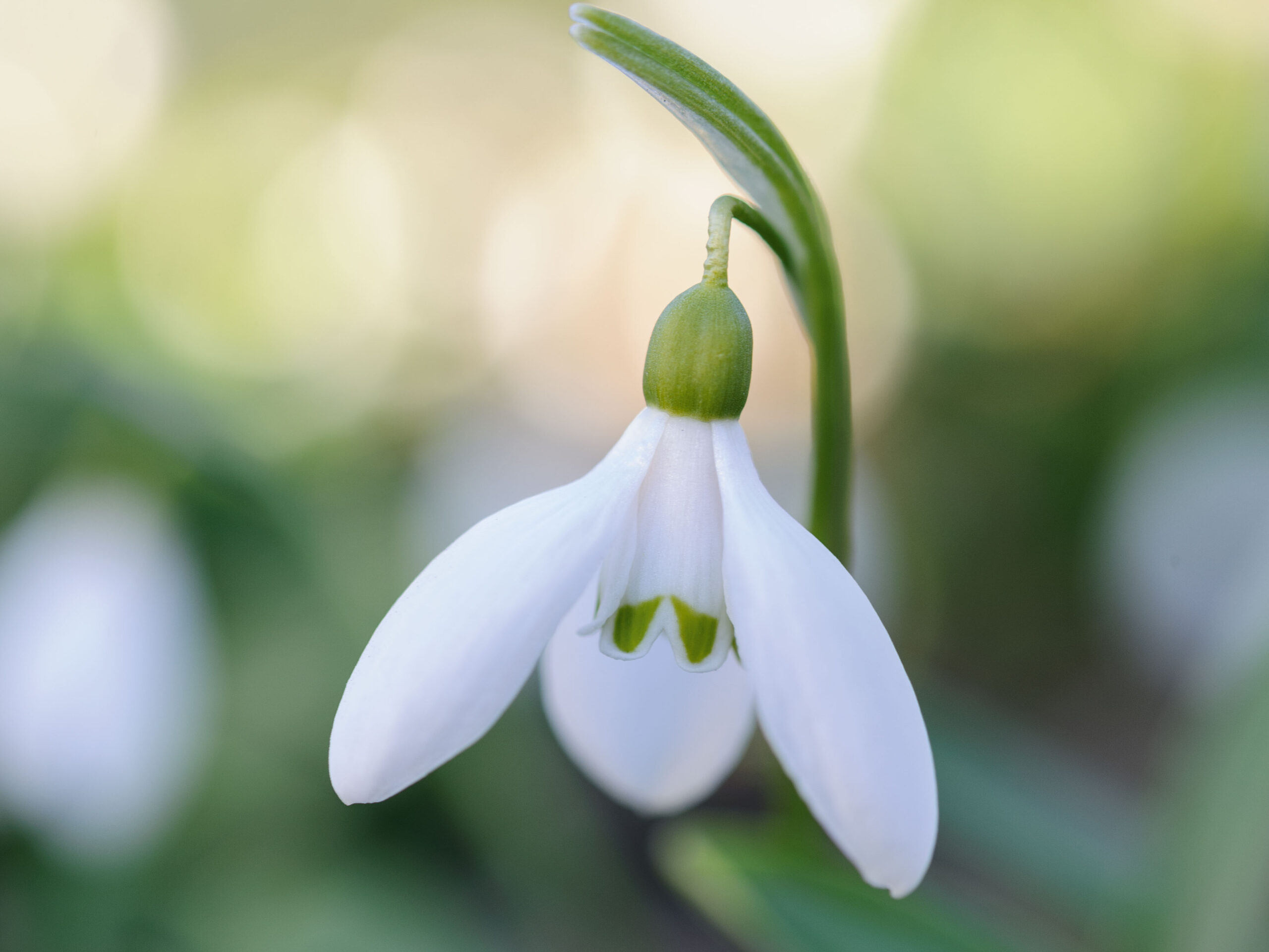 Snowdrops: Galanthus Woronowii